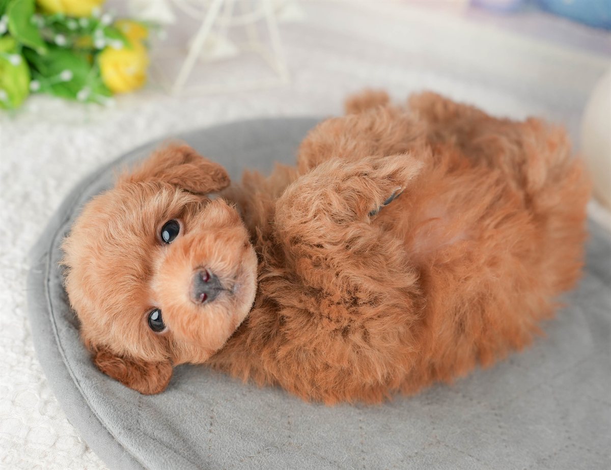 トイ・プードル | 男の子 | レッド | 2026年1月6日（ID:dog-200014956）