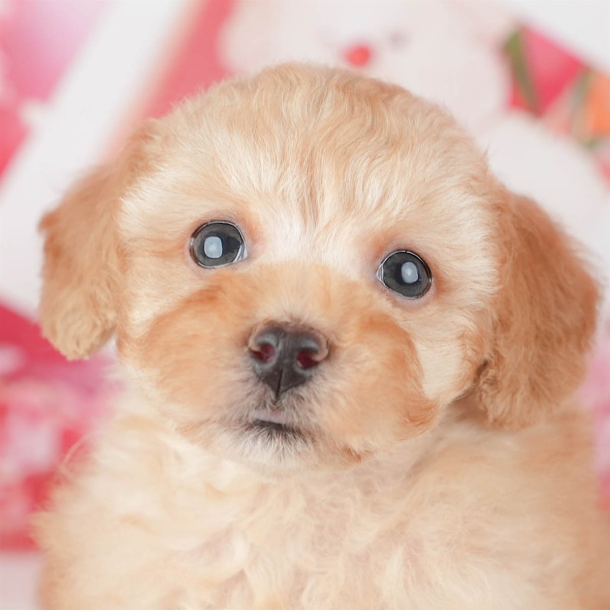 トイ・プードル | 男の子 | アプリコット | 2026年1月6日（ID:dog-200014959）