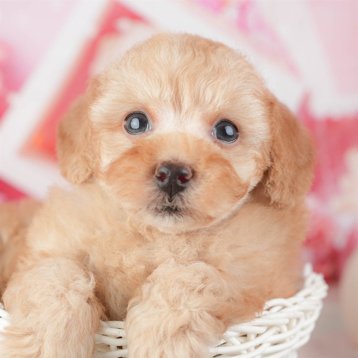 トイ・プードル | 男の子 | アプリコット | 2026年1月6日（ID:dog-200014959）