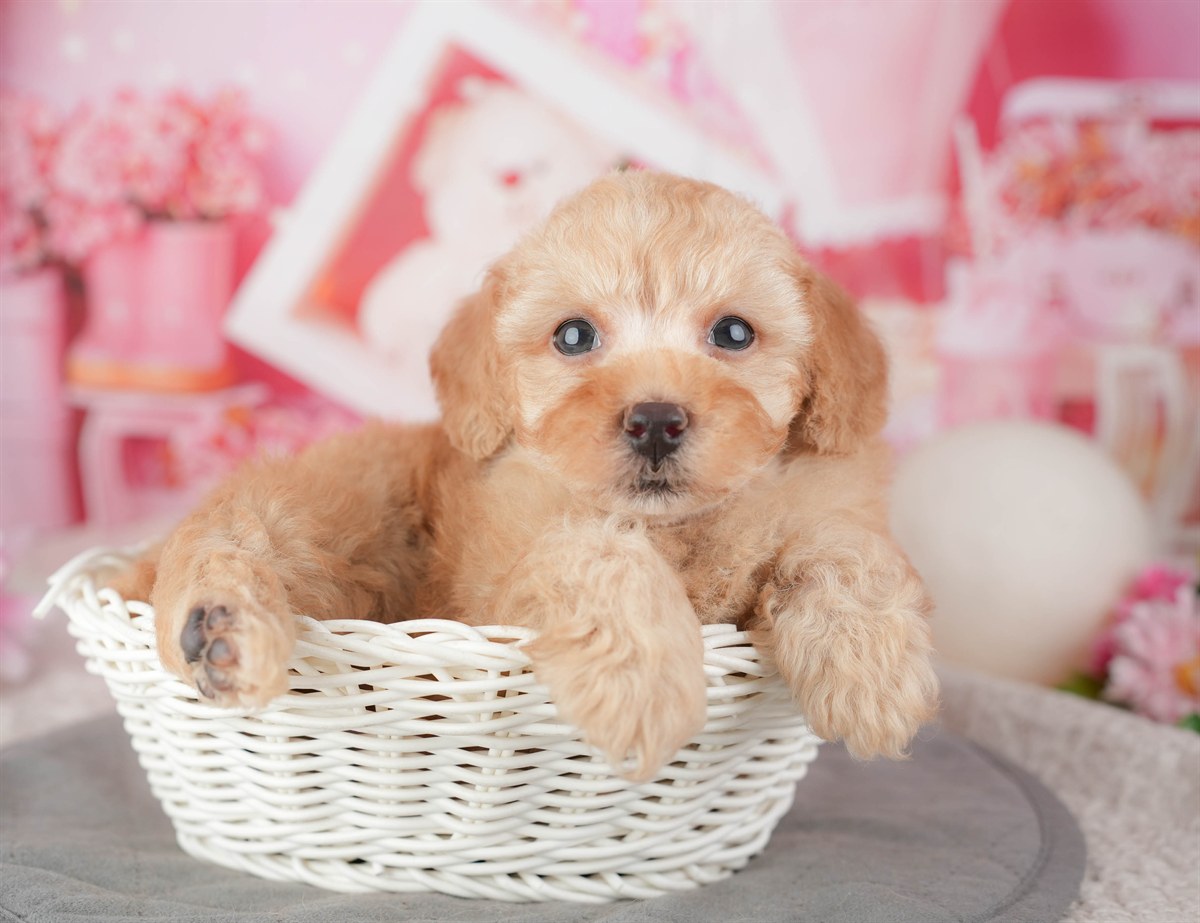 トイ・プードル | 男の子 | アプリコット | 2026年1月6日（ID:dog-200014959）