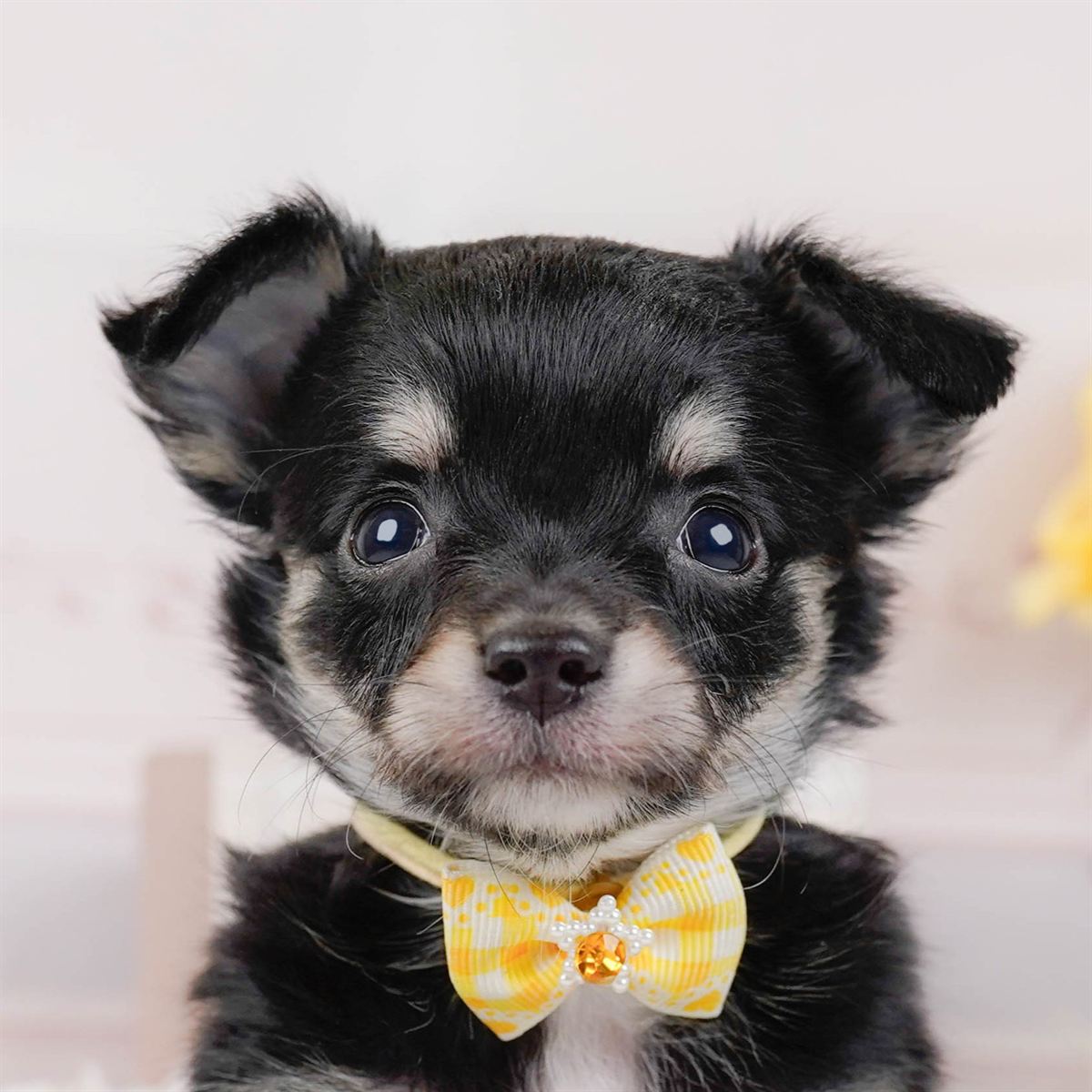 チワワ(ロング) | 女の子 | ブラックタン | 2026年1月7日（ID:dog-200014962）