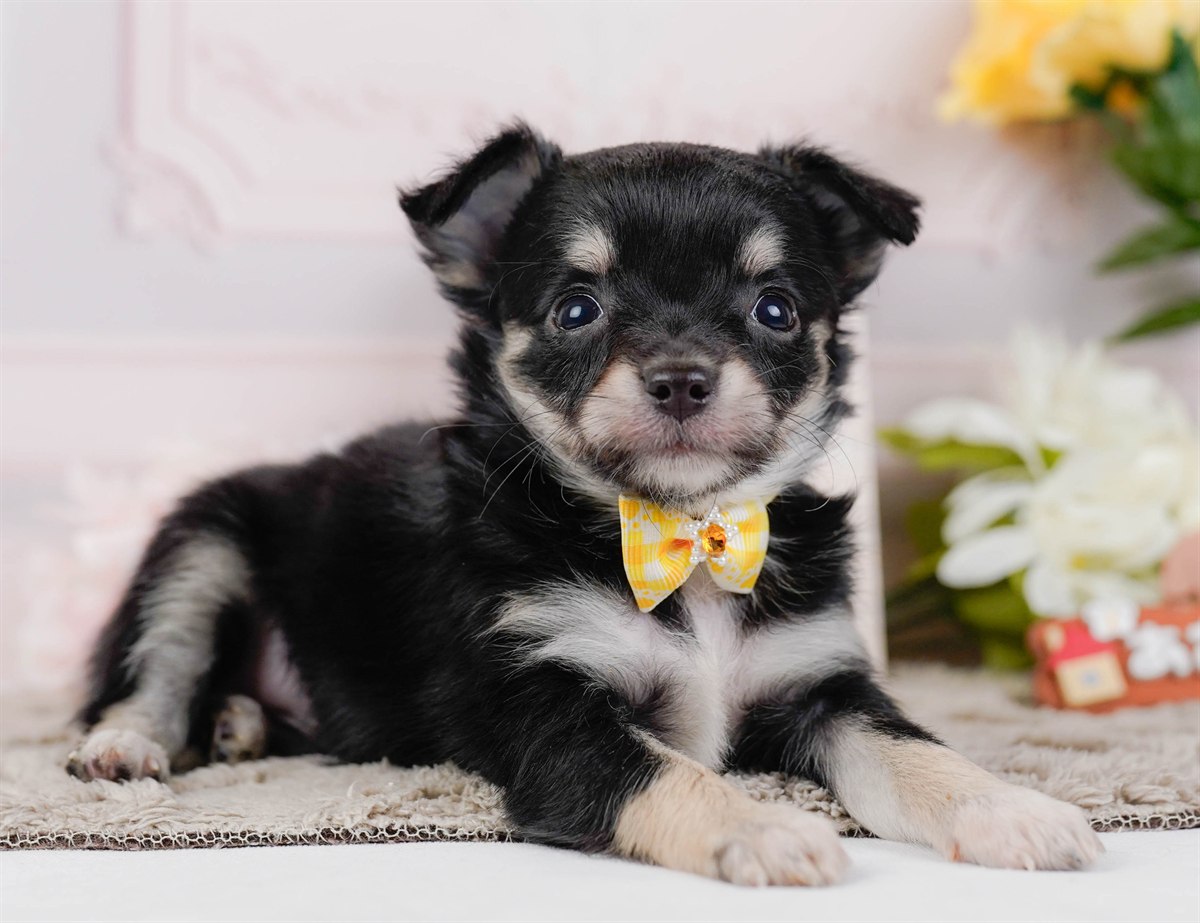 チワワ(ロング) | 女の子 | ブラックタン | 2026年1月7日（ID:dog-200014962）