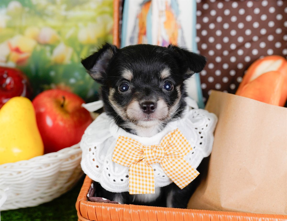 チワワ(ロング) | 女の子 | ブラックタン | 2026年1月7日（ID:dog-200014962）