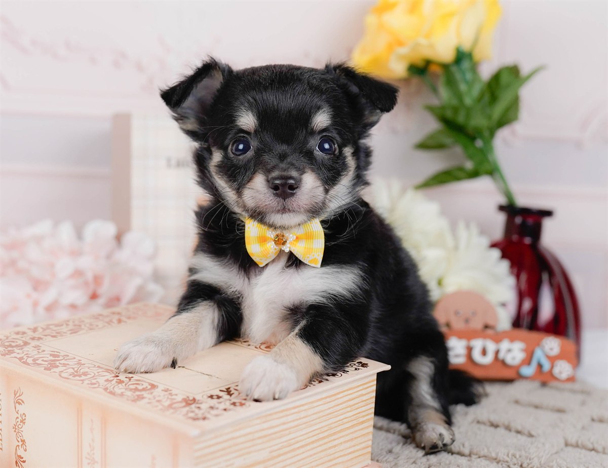 チワワ(ロング) | 女の子 | ブラックタン | 2026年1月7日（ID:dog-200014962）