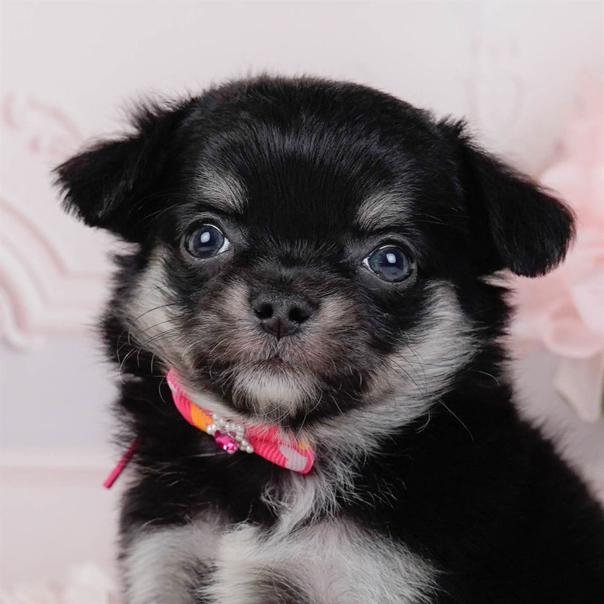 チワワ(ロング) | 女の子 | ブラックタン | 2026年1月7日（ID:dog-200014966）