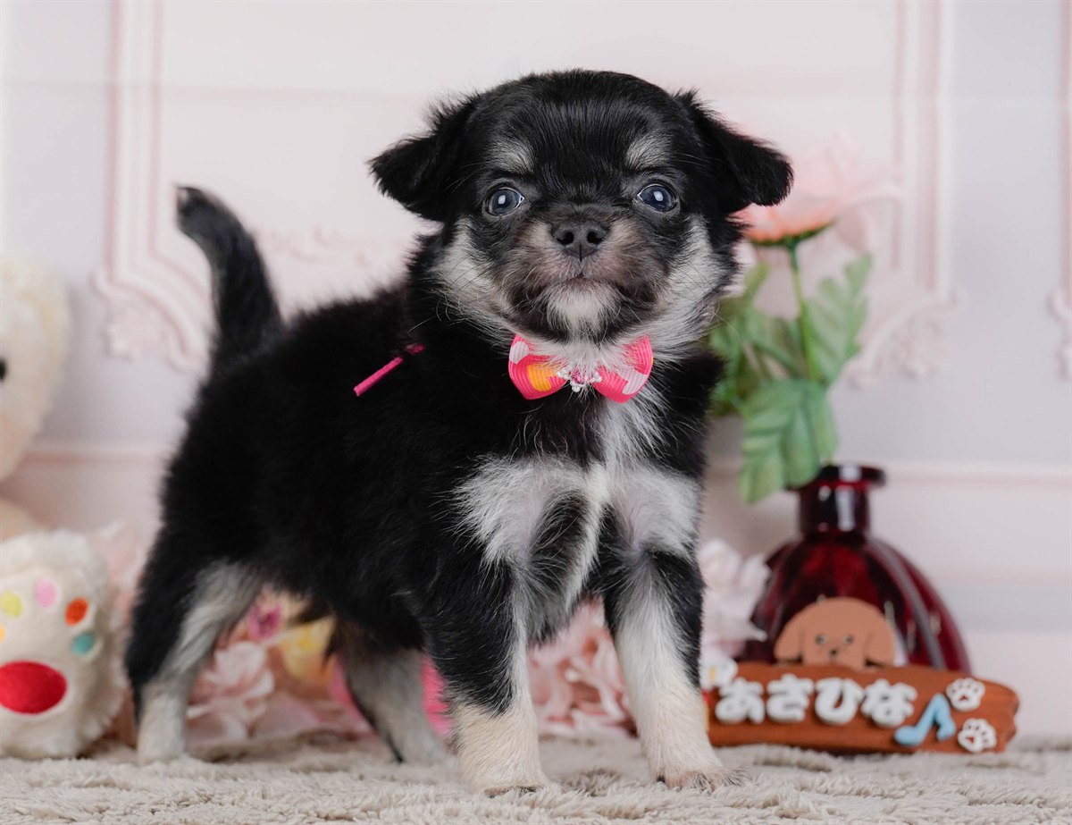 チワワ(ロング) | 女の子 | ブラックタン | 2026年1月7日（ID:dog-200014966）