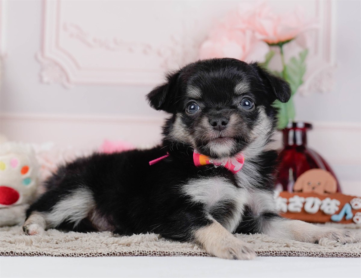 チワワ(ロング) | 女の子 | ブラックタン | 2026年1月7日（ID:dog-200014966）