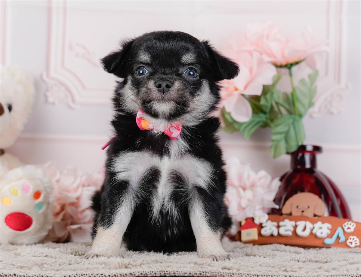 チワワ(ロング) | 女の子 | ブラックタン | 2026年1月7日（ID:dog-200014966）