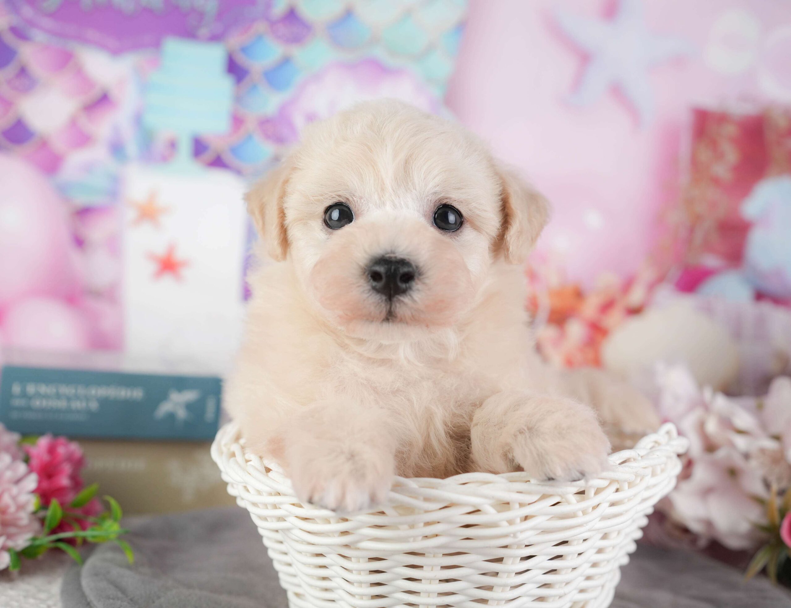 ビションプー | 男の子 | クリーム | 2026年1月8日