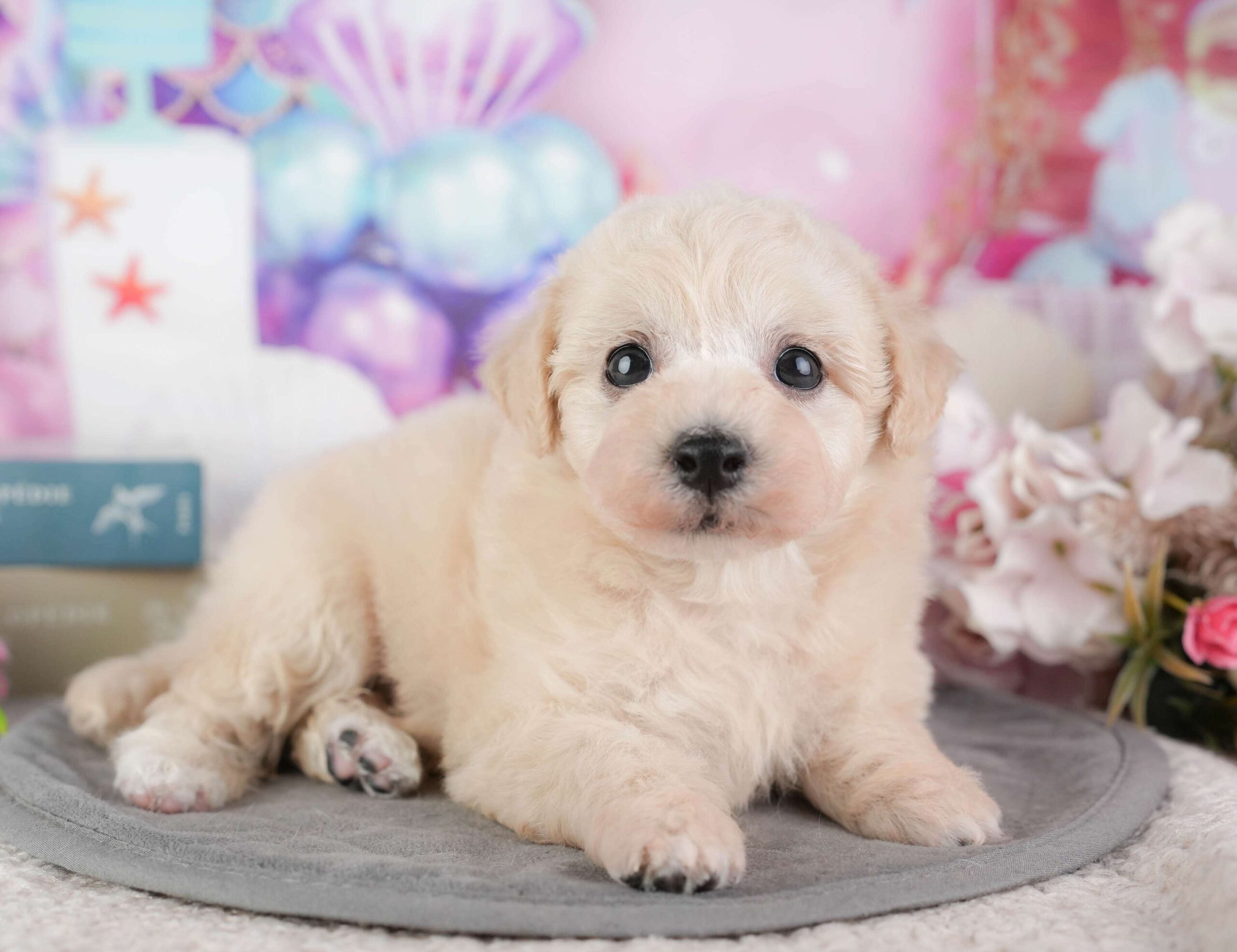 ビションプー | 男の子 | クリーム | 2026年1月8日（ID:dog-200014986）