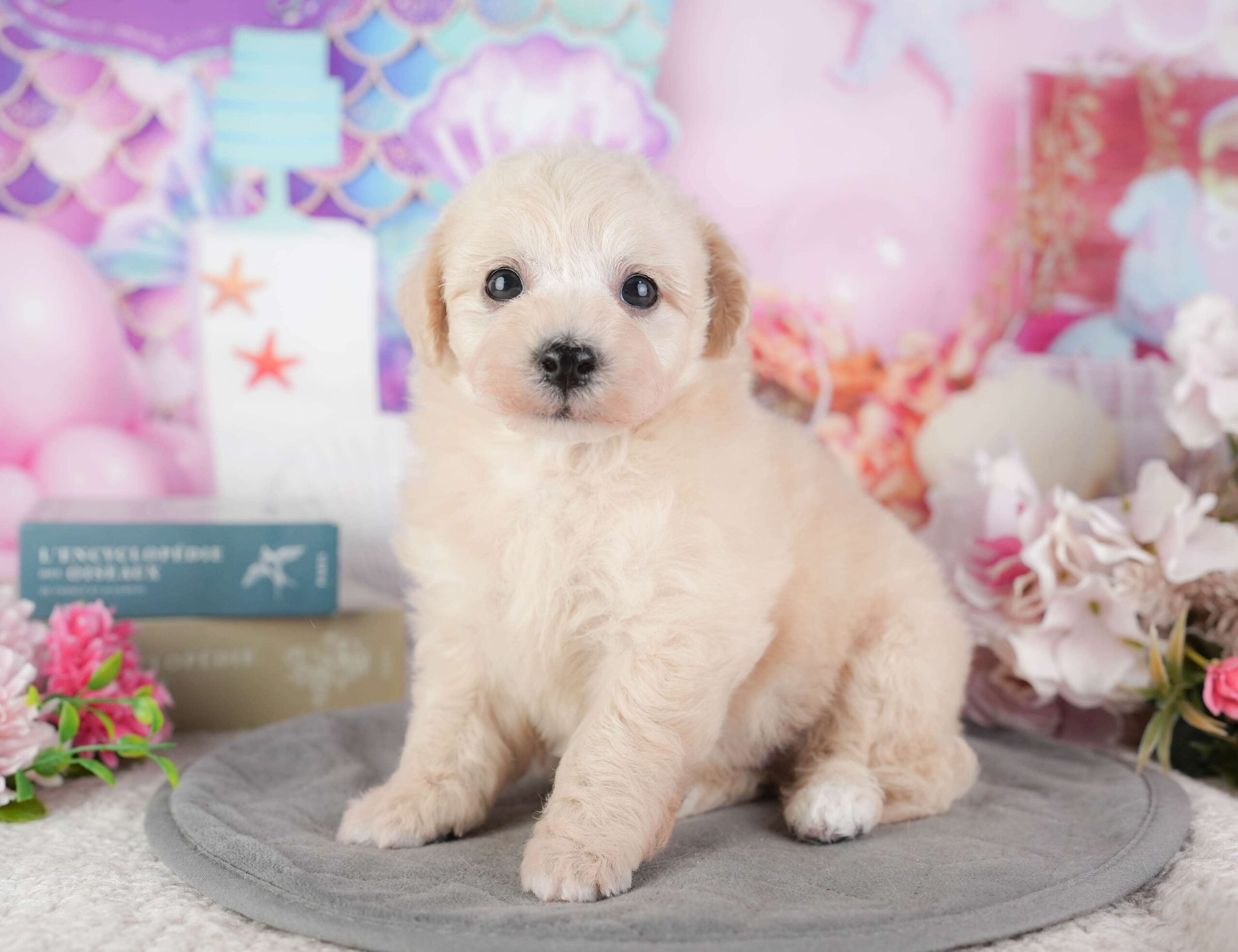 ビションプー | 男の子 | クリーム | 2026年1月8日（ID:dog-200014986）