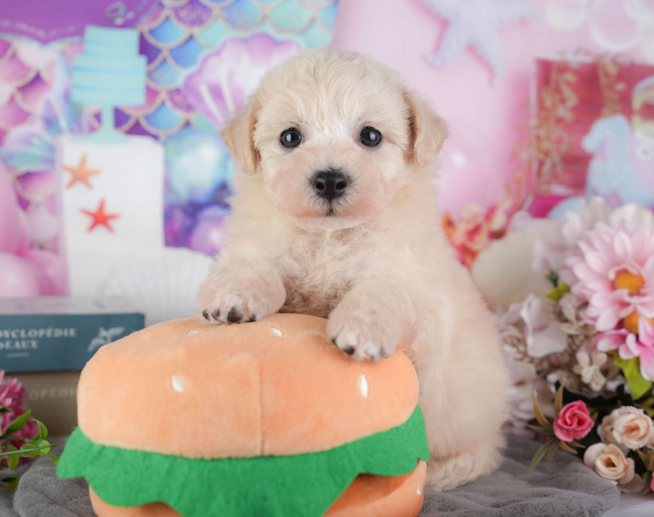 ビションプー | 男の子 | クリーム | 2026年1月8日（ID:dog-200014986）