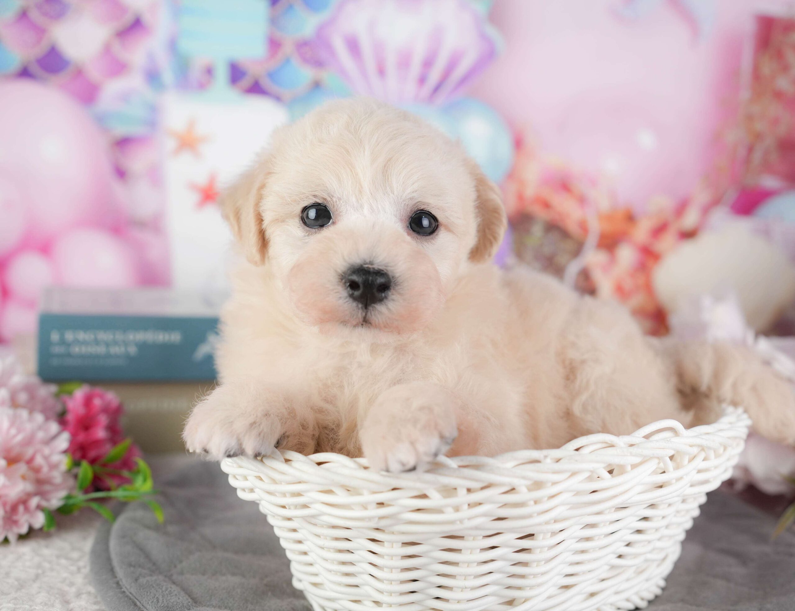 ビションプー | 男の子 | クリーム | 2026年1月8日（ID:dog-200014986）