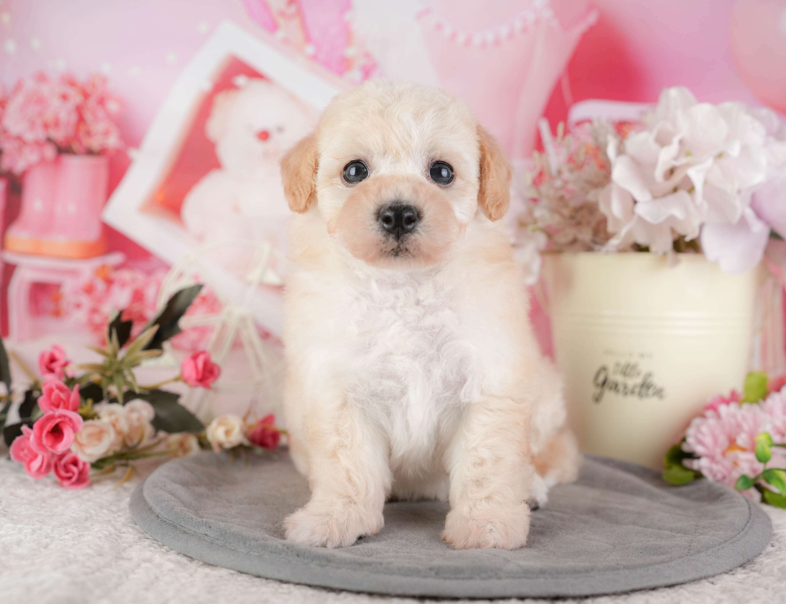 ビションプー | 女の子 | クリーム | 2026年1月8日