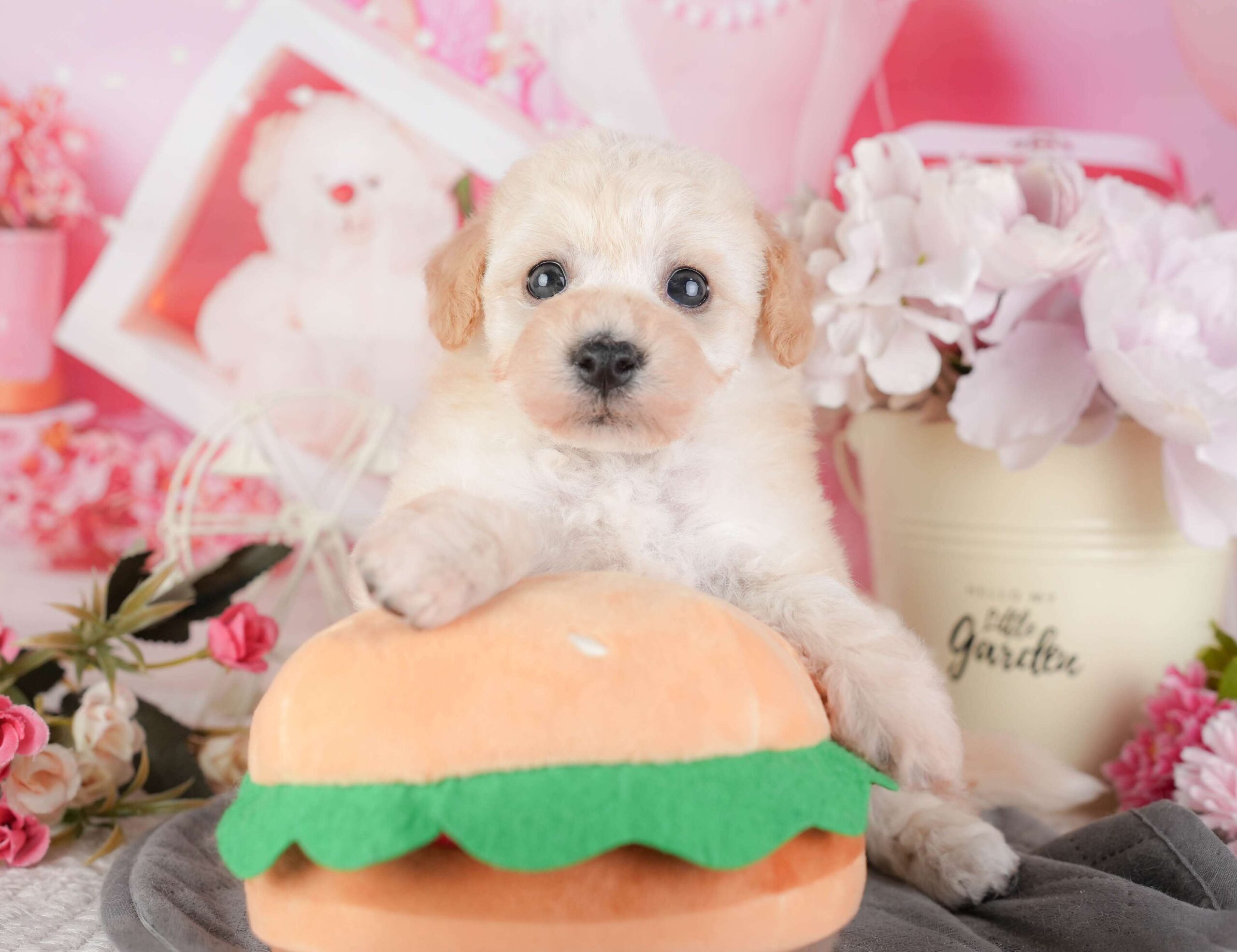 ビションプー | 女の子 | クリーム | 2026年1月8日（ID:dog-200014989）