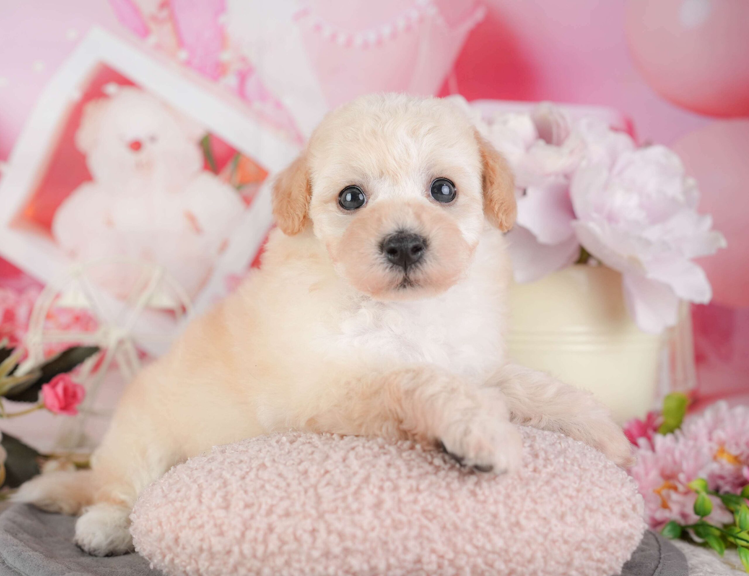 ビションプー | 女の子 | クリーム | 2026年1月8日（ID:dog-200014989）