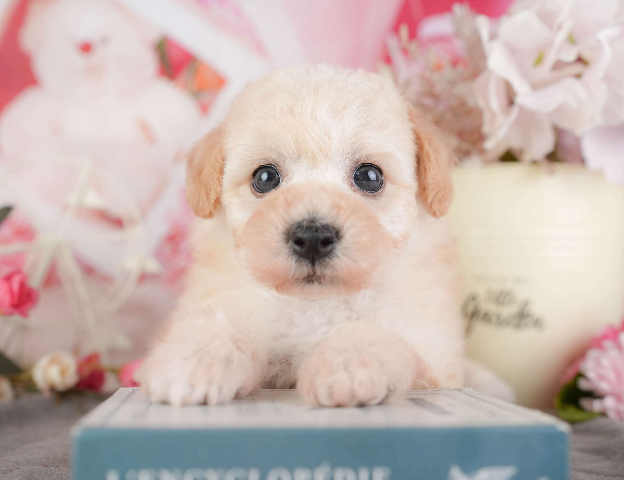 ビションプー | 女の子 | クリーム | 2026年1月8日（ID:dog-200014989）