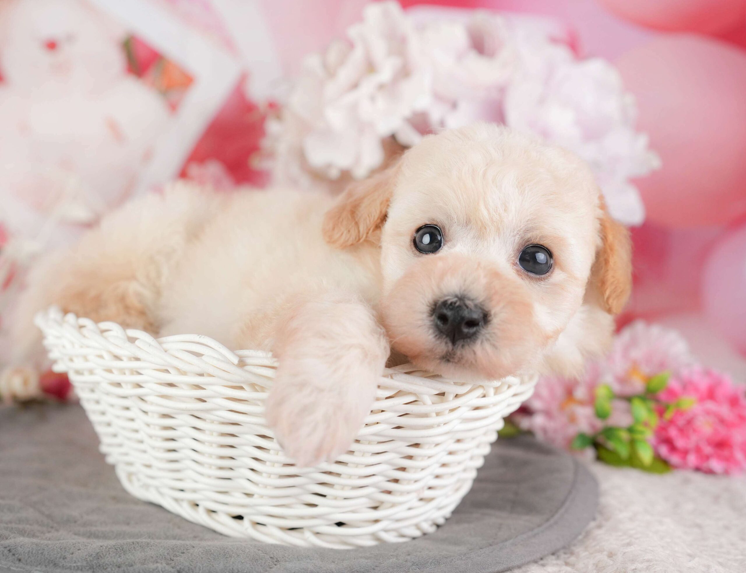 ビションプー | 女の子 | クリーム | 2026年1月8日（ID:dog-200014989）