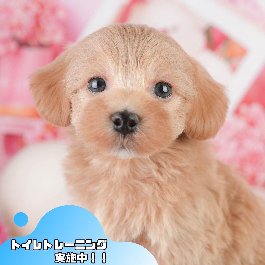 マルプー | 男の子 | レッド | 2026年1月11日