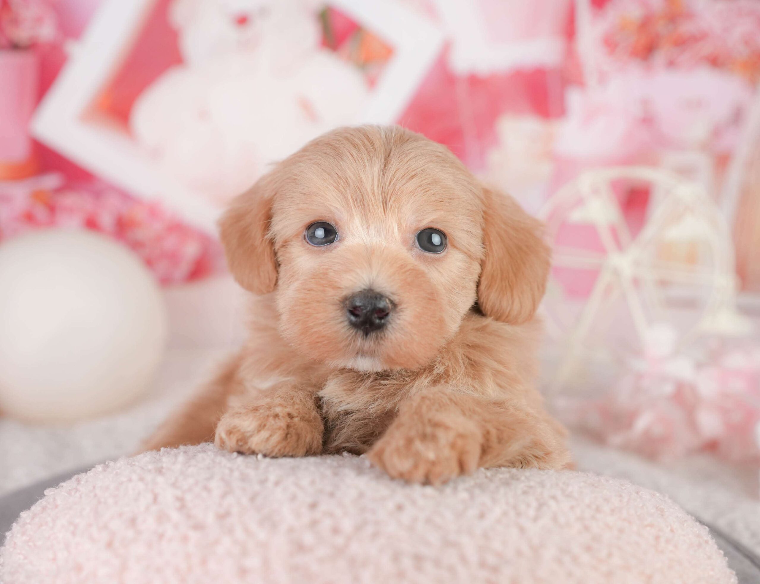 マルプー | 男の子 | レッド | 2026年1月11日（ID:dog-200015041）