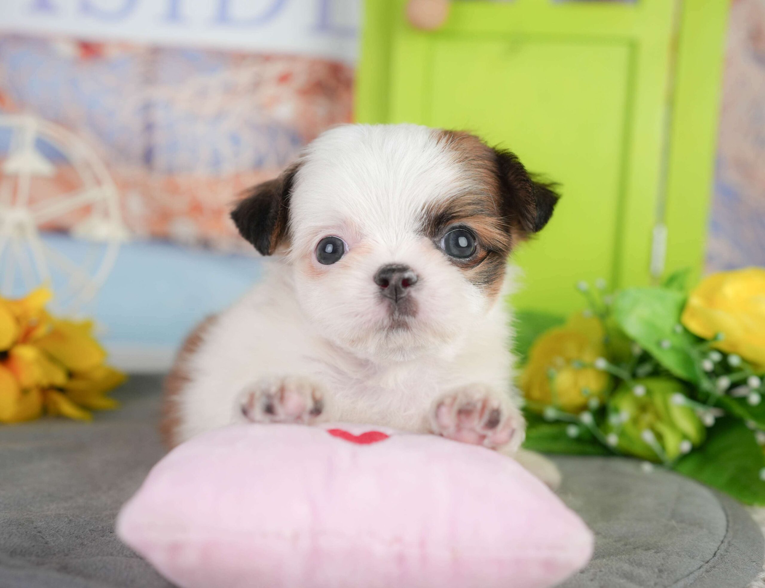 チーズー | 男の子 | ゴールド＆ホワイト | 2026年1月11日