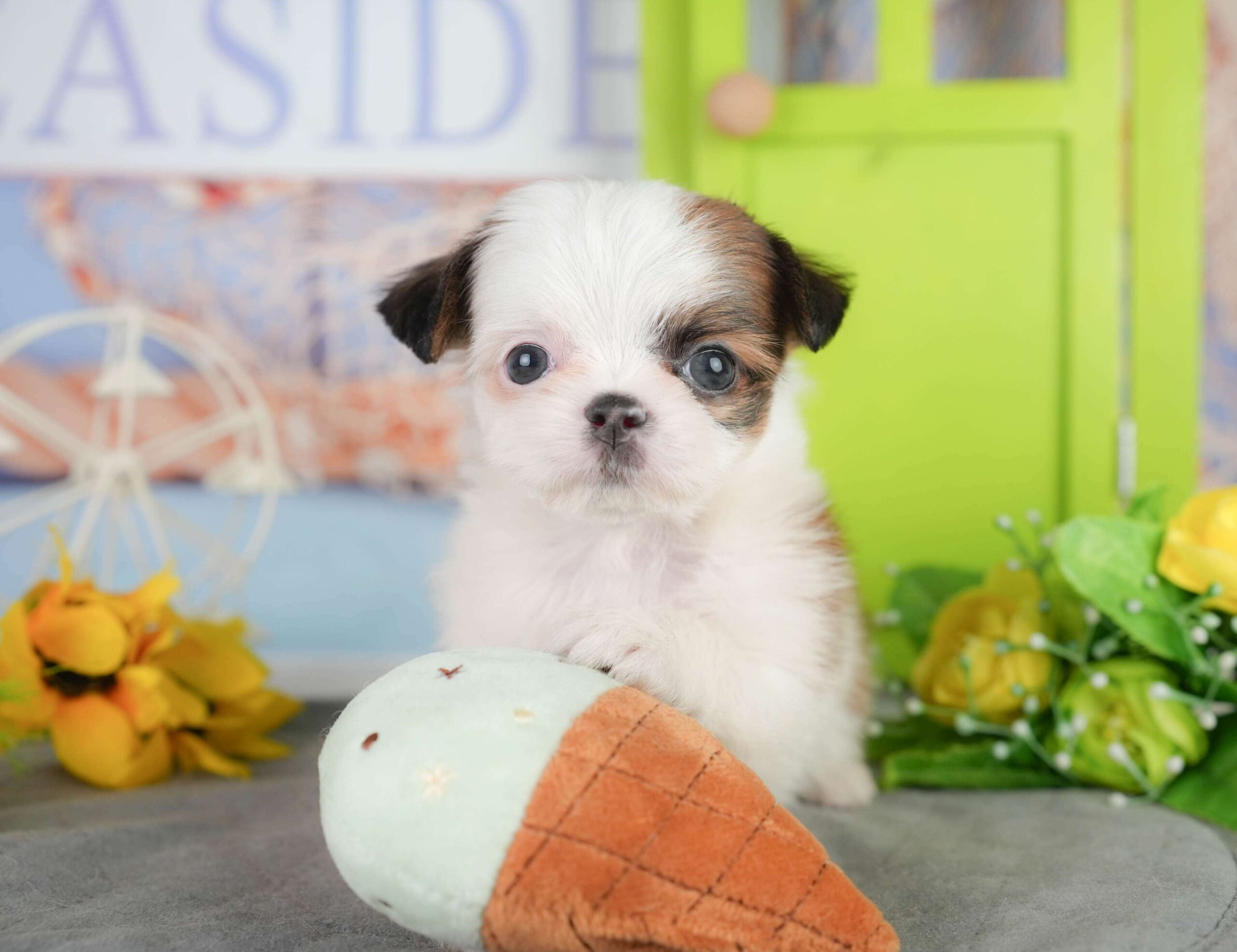 チーズー | 男の子 | ゴールド＆ホワイト | 2026年1月11日（ID:dog-200015044）