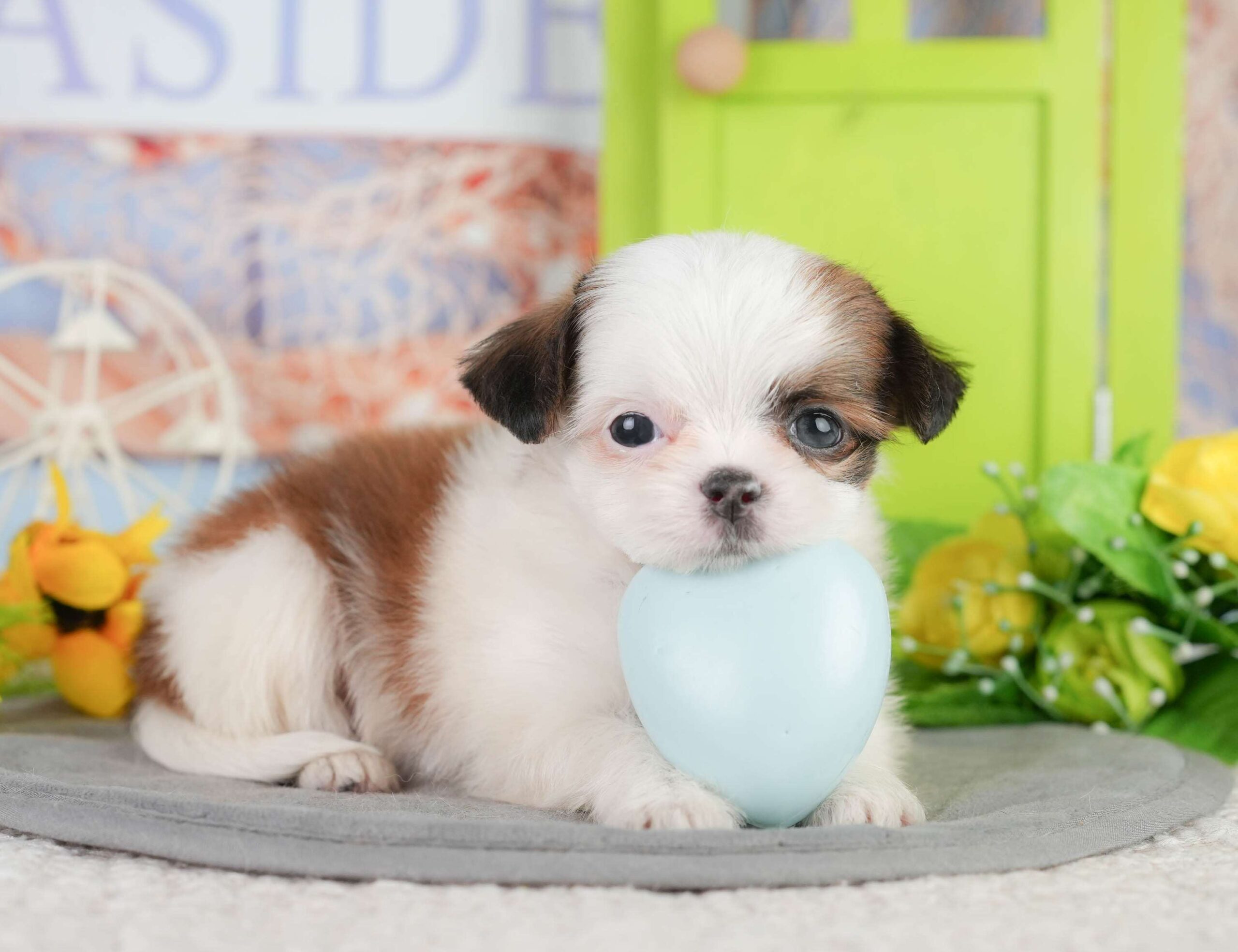 チーズー | 男の子 | ゴールド＆ホワイト | 2026年1月11日（ID:dog-200015044）