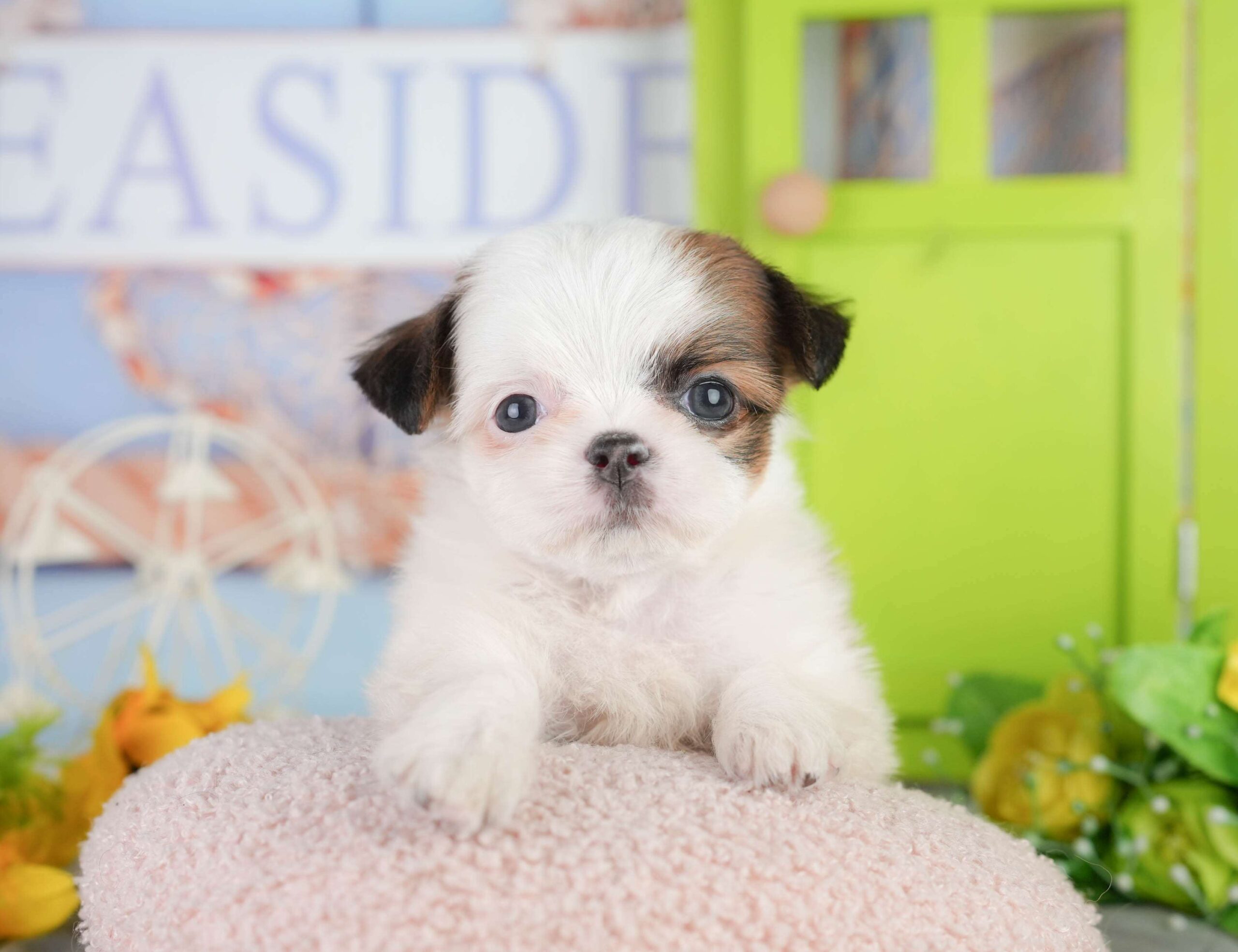 チーズー | 男の子 | ゴールド＆ホワイト | 2026年1月11日（ID:dog-200015044）