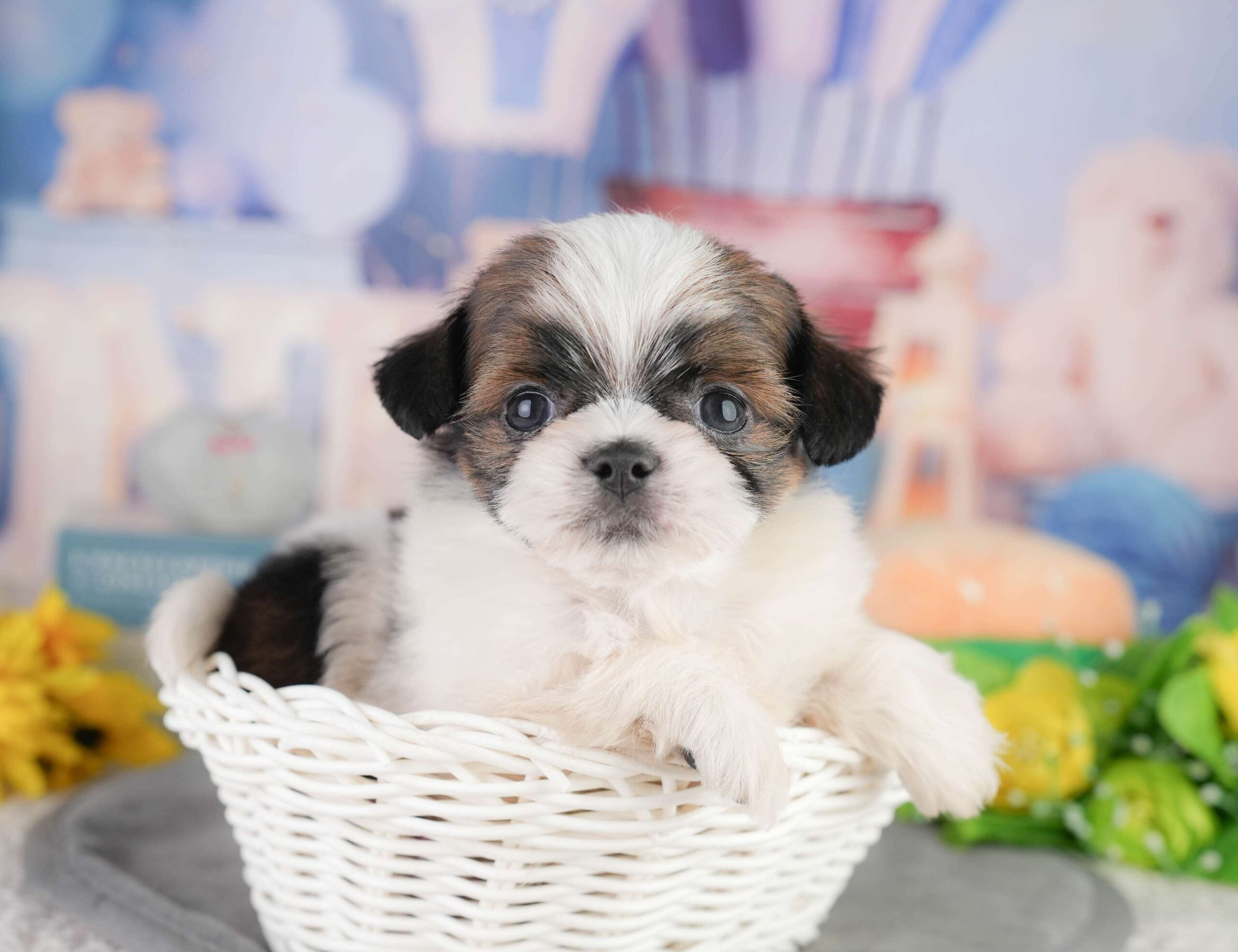 チーズー | 女の子 | ゴールド＆ホワイト | 2026年1月11日