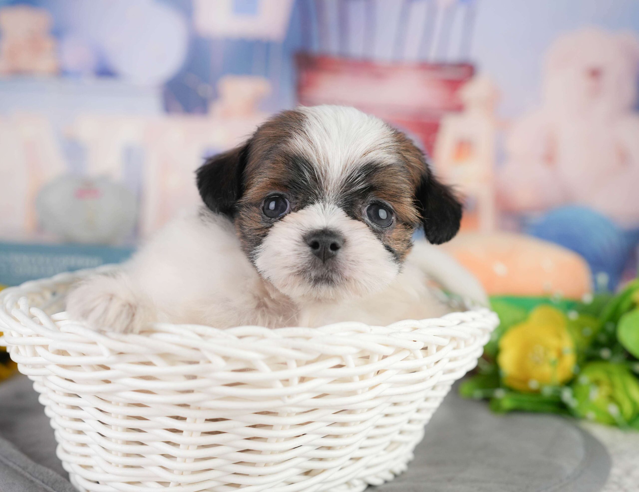 チーズー | 女の子 | ゴールド＆ホワイト | 2026年1月11日（ID:dog-200015048）