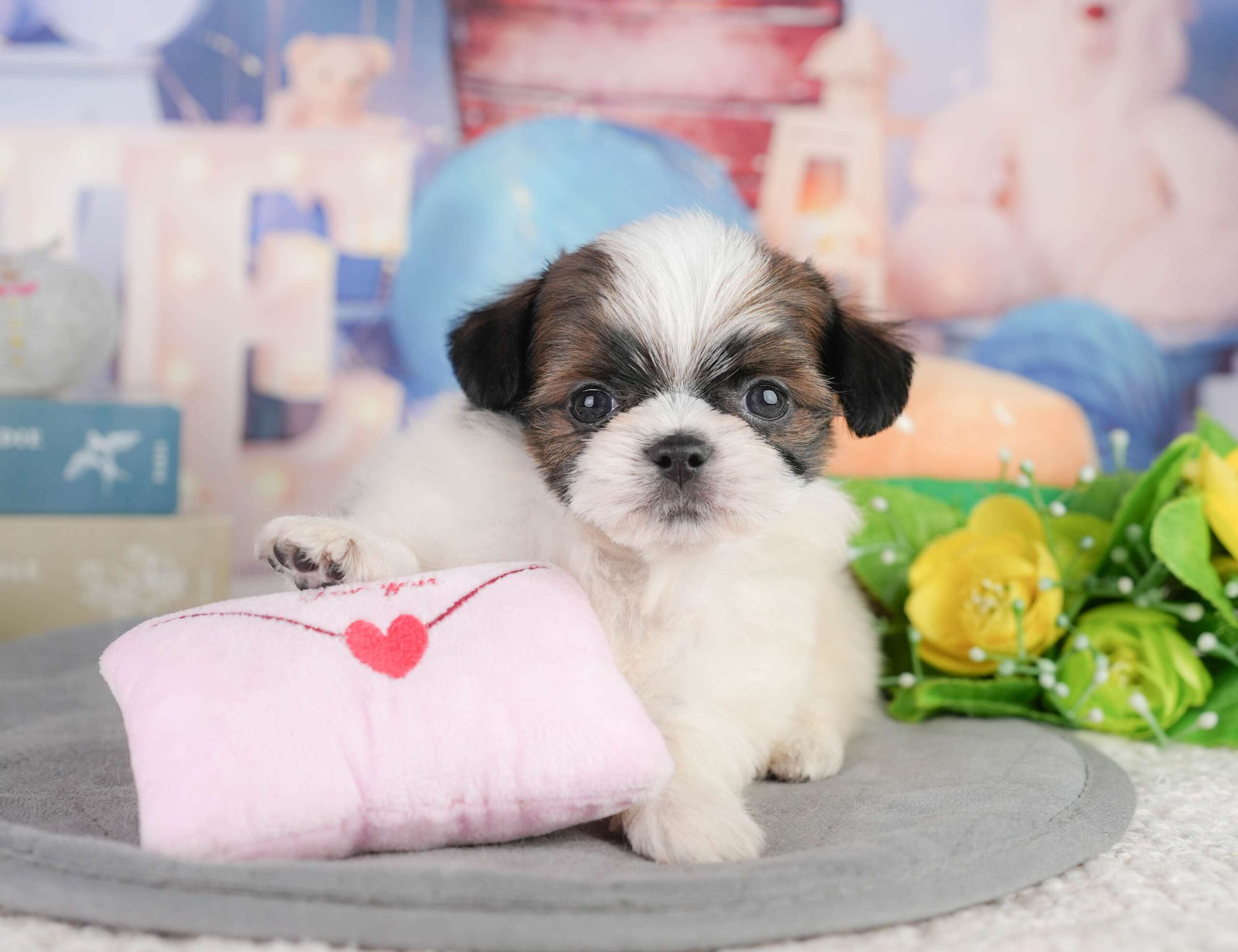 チーズー | 女の子 | ゴールド＆ホワイト | 2026年1月11日（ID:dog-200015048）