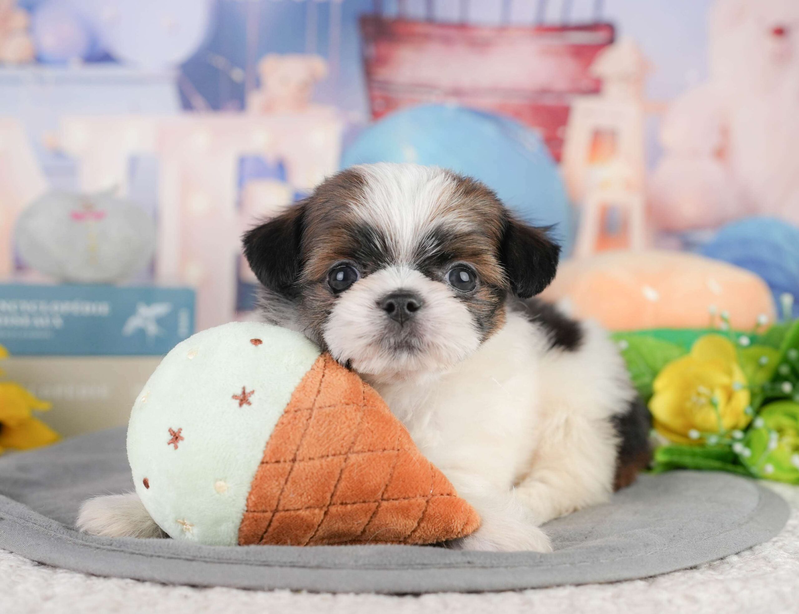 チーズー | 女の子 | ゴールド＆ホワイト | 2026年1月11日（ID:dog-200015048）