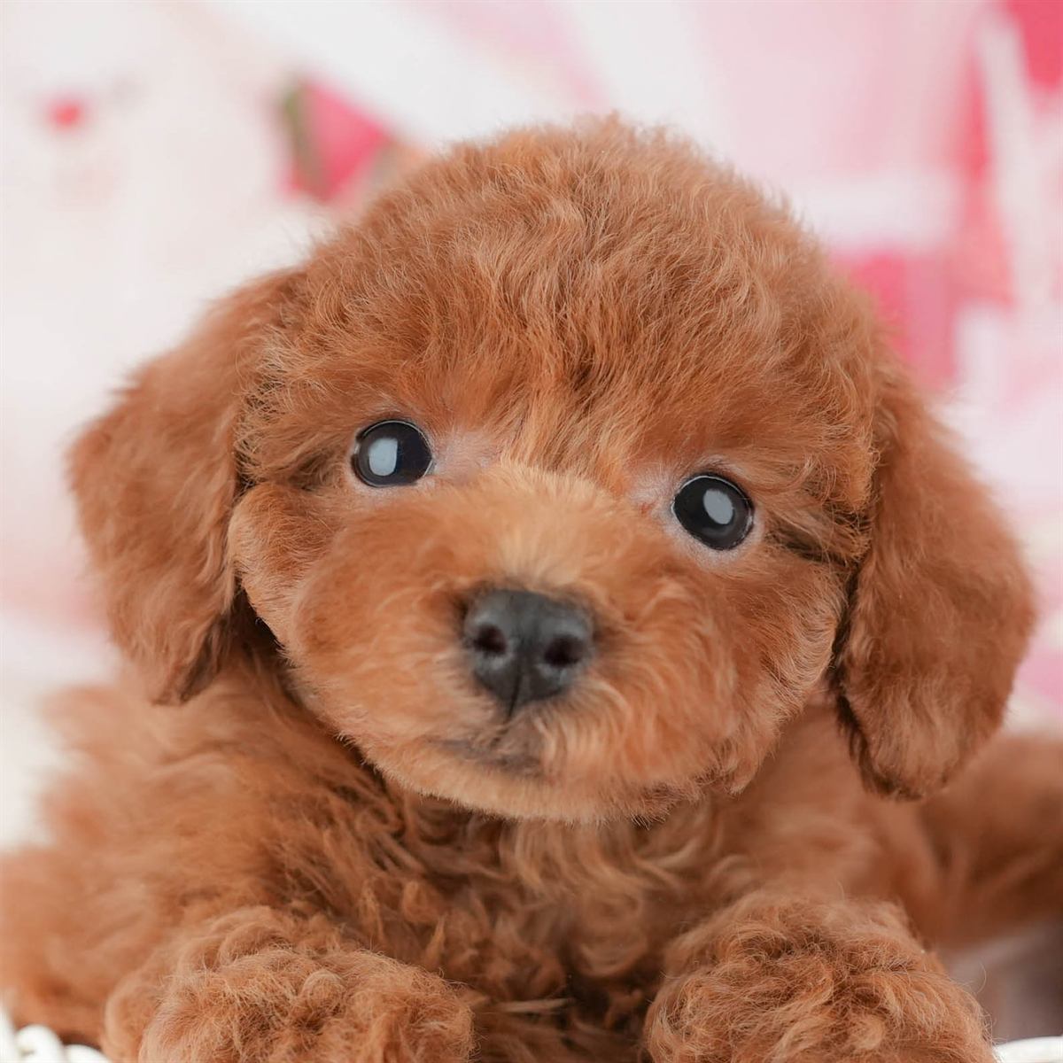 トイ・プードル | 男の子 | レッド | 2026年1月11日（ID:dog-200015049）