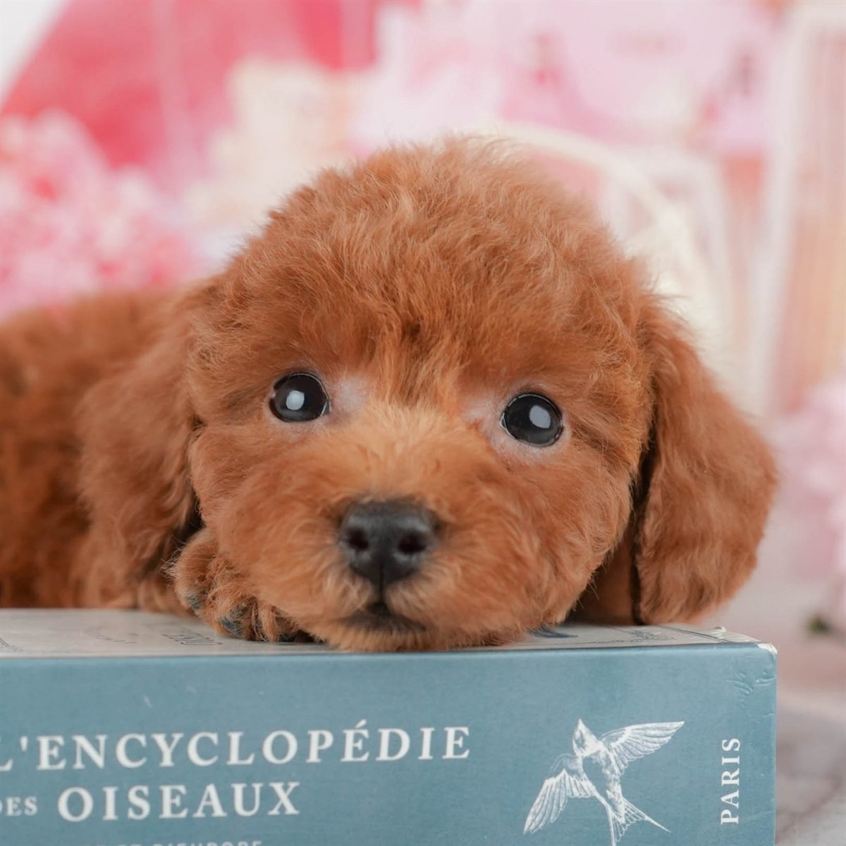 トイ・プードル | 男の子 | レッド | 2026年1月11日（ID:dog-200015049）