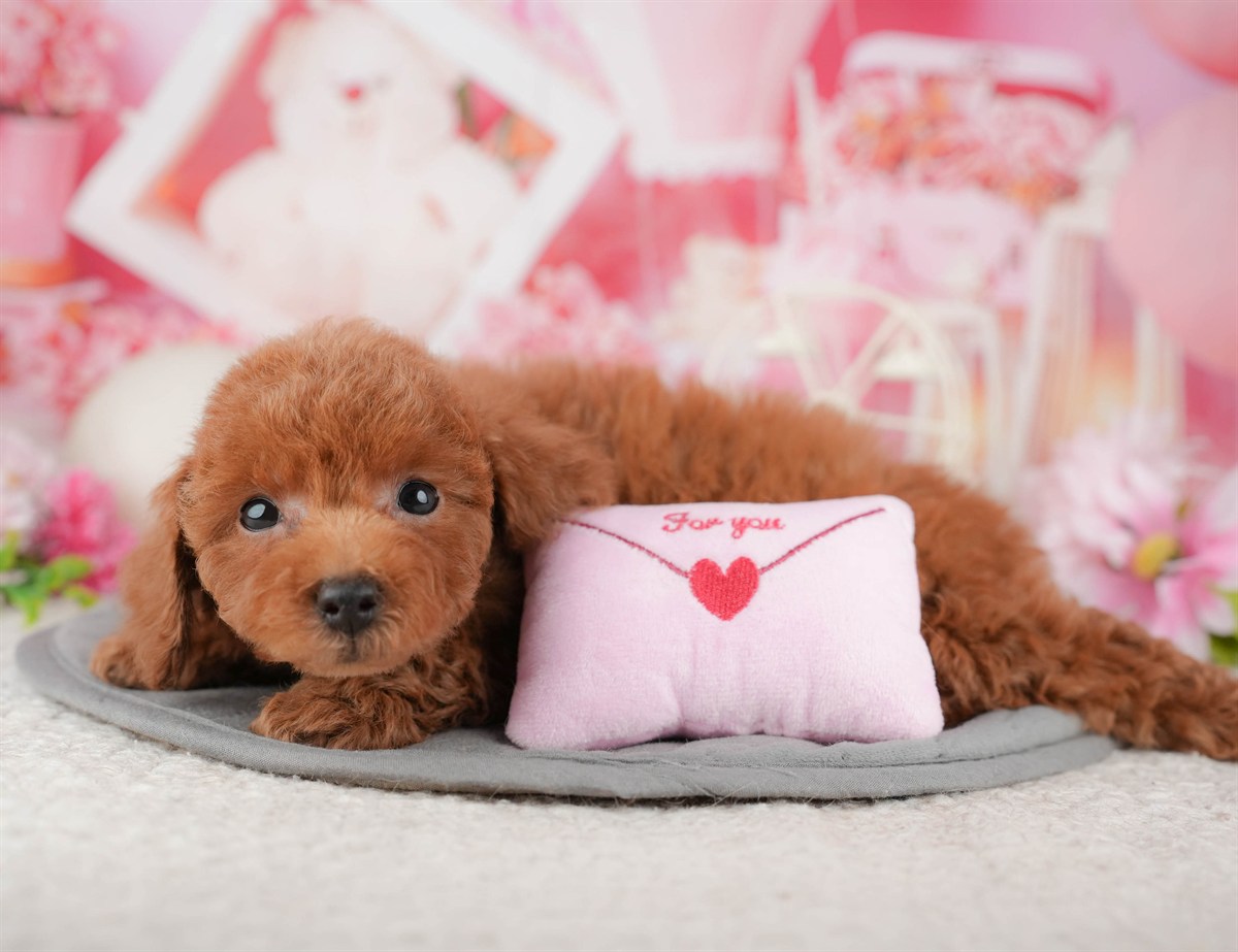 トイ・プードル | 男の子 | レッド | 2026年1月11日（ID:dog-200015049）