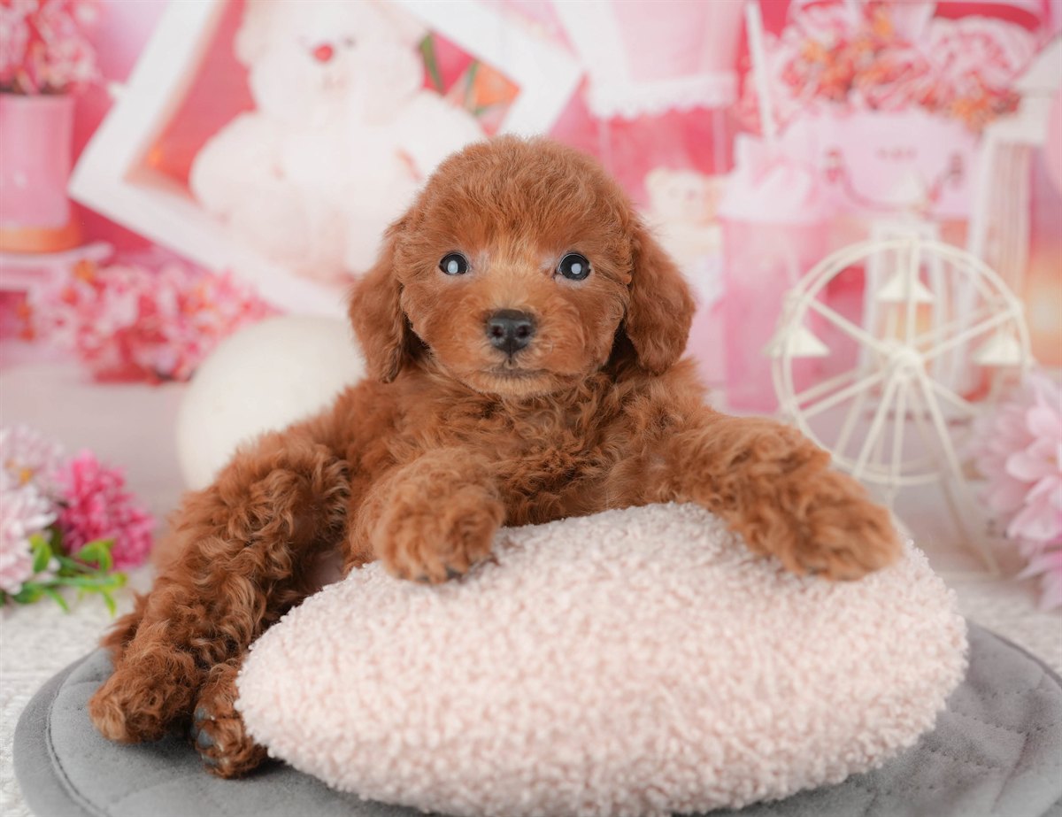 トイ・プードル | 男の子 | レッド | 2026年1月11日（ID:dog-200015049）