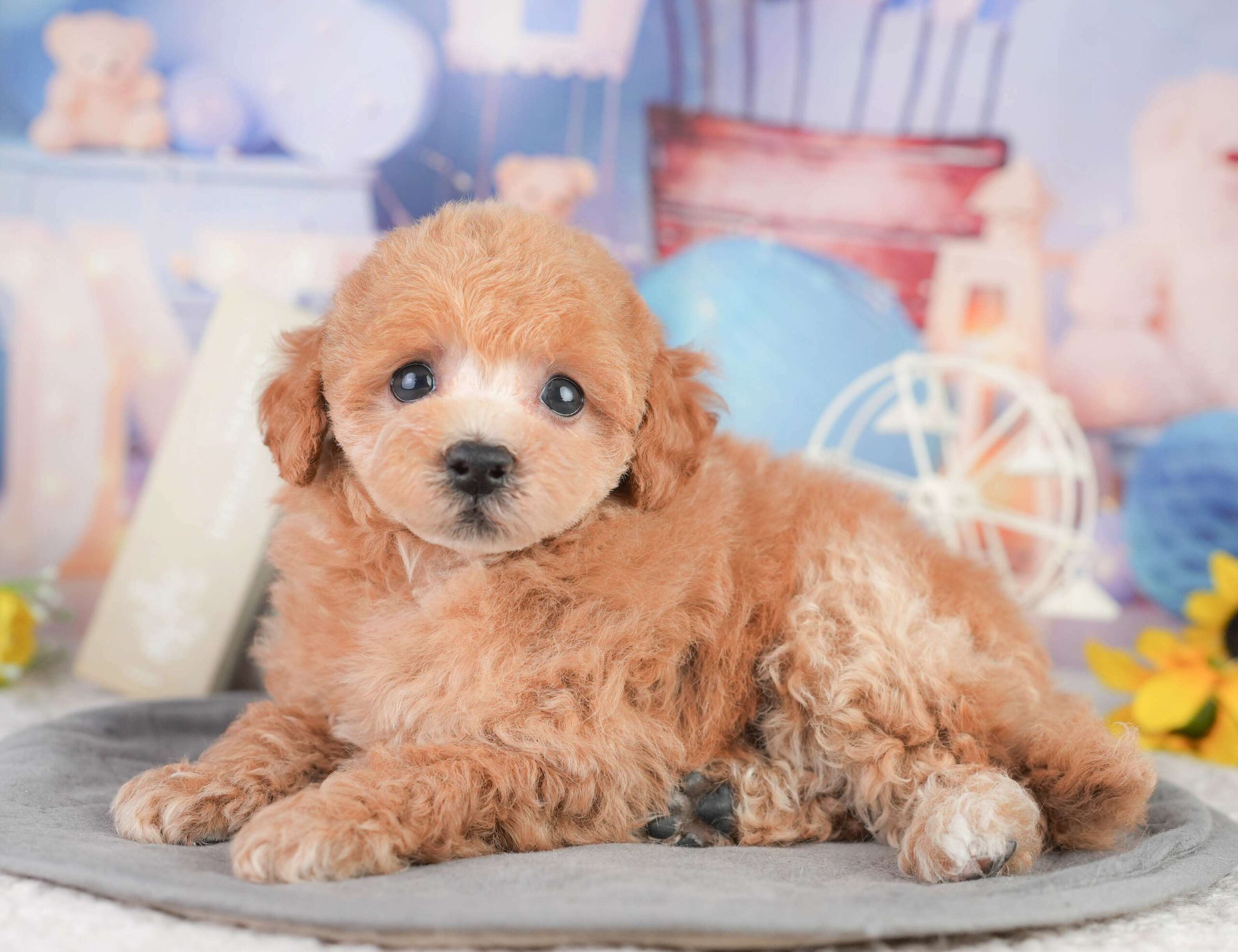 トイ・プードル | 男の子 | レッド | 2026年1月11日