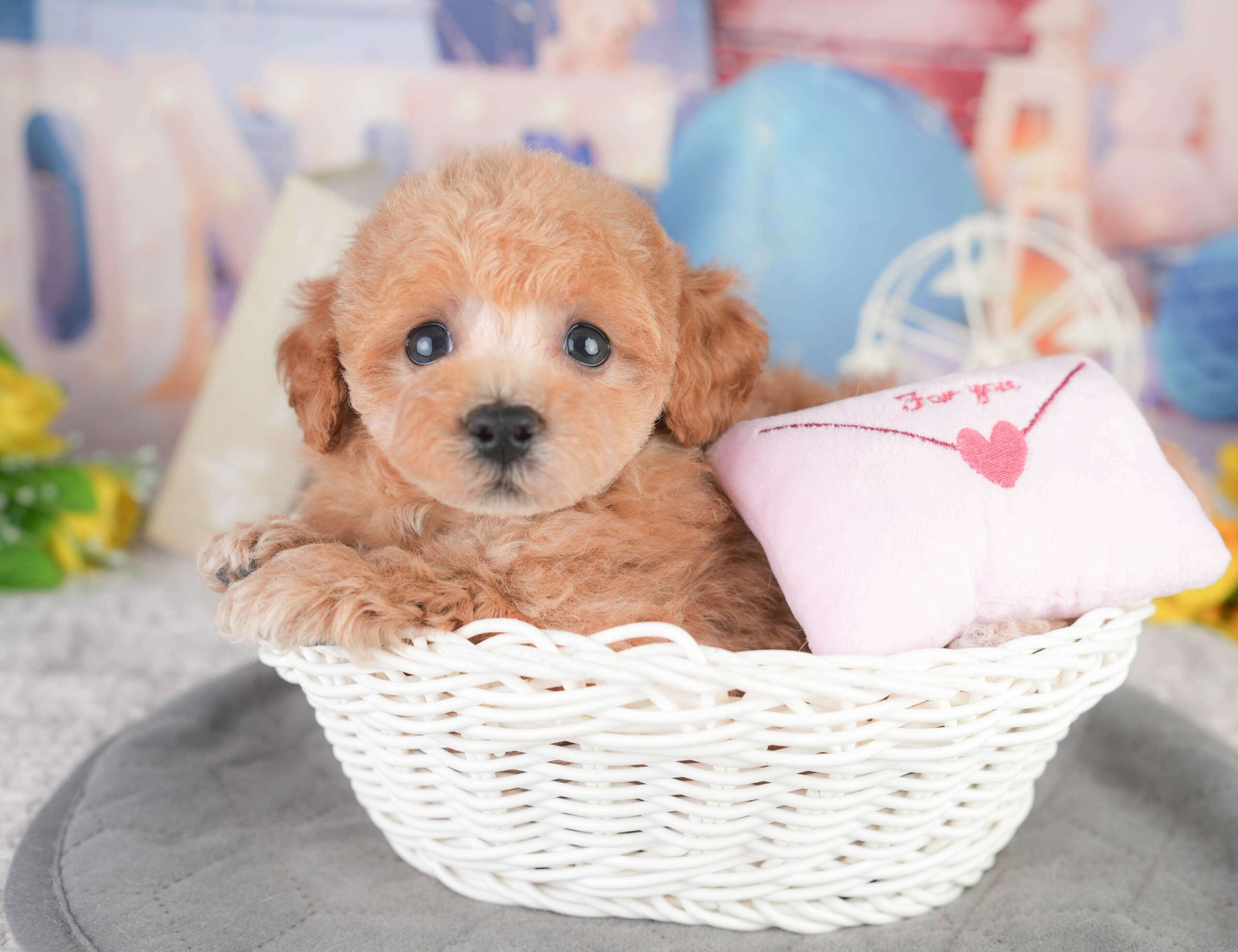 トイ・プードル | 男の子 | レッド | 2026年1月11日（ID:dog-200015053）