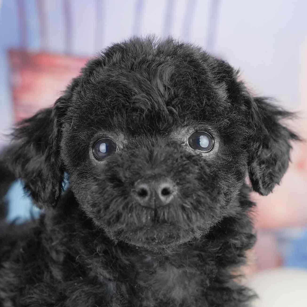 トイ・プードル | 女の子 | ブラック | 2026年1月13日