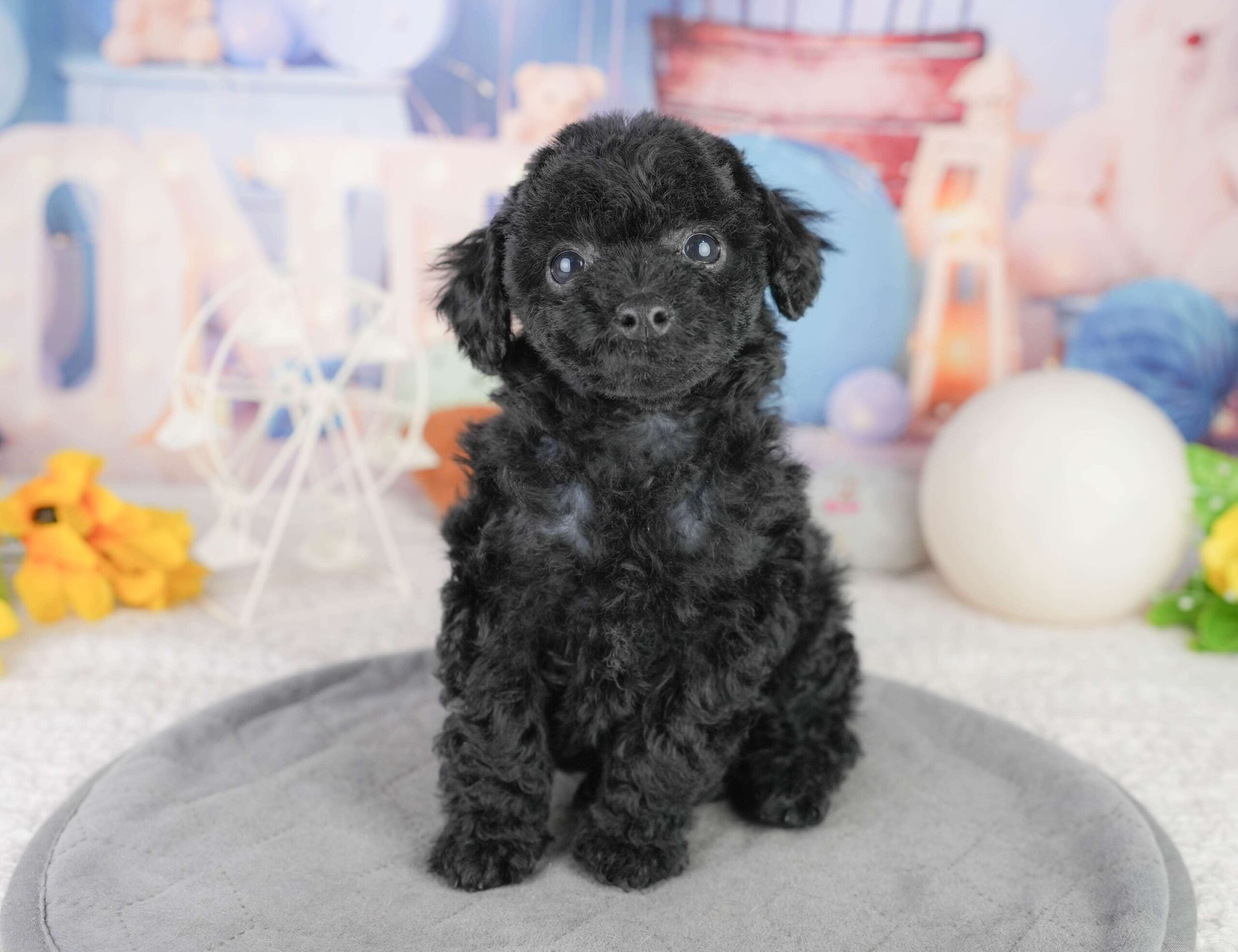 トイ・プードル | 女の子 | ブラック | 2026年1月13日