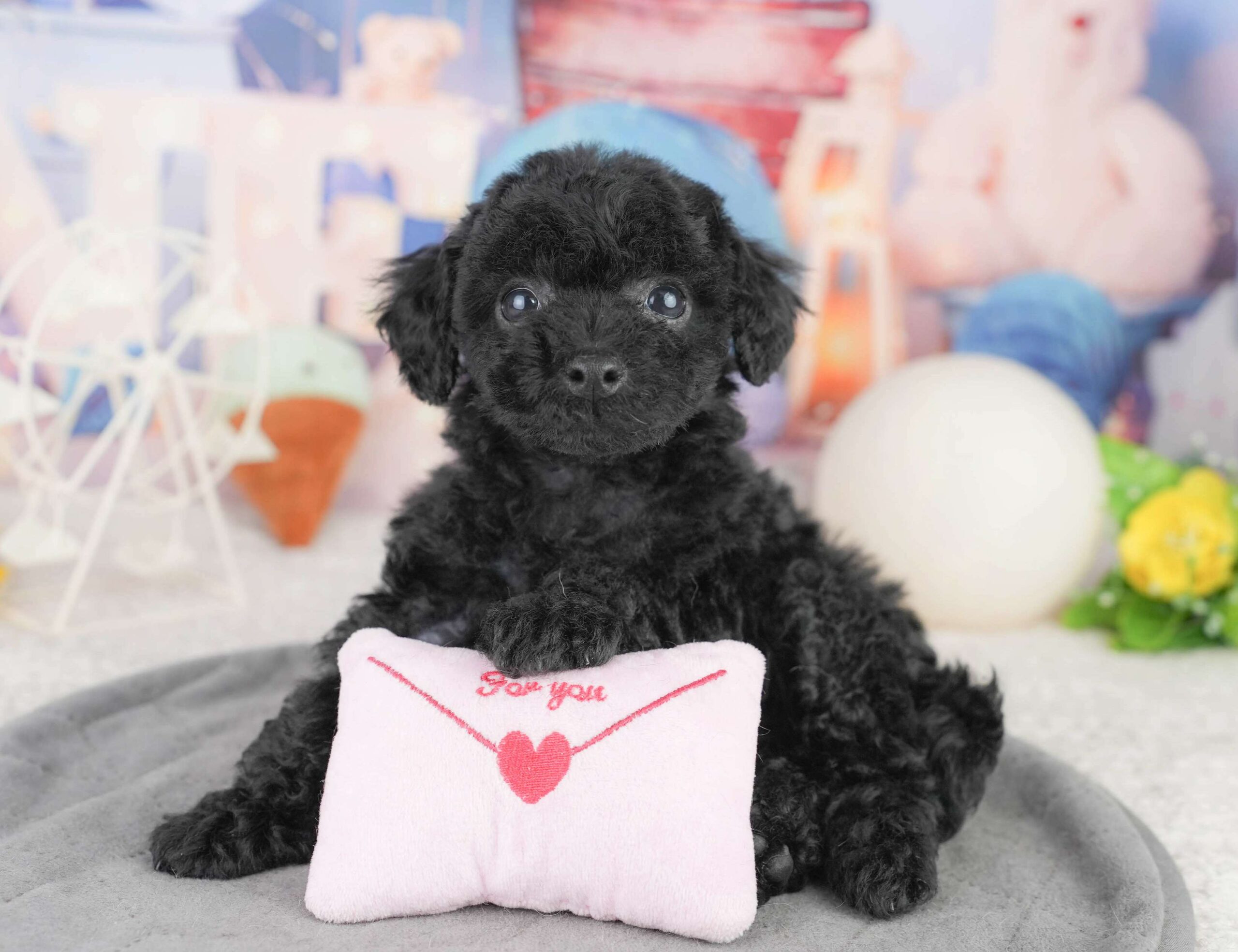 トイ・プードル | 女の子 | ブラック | 2026年1月13日