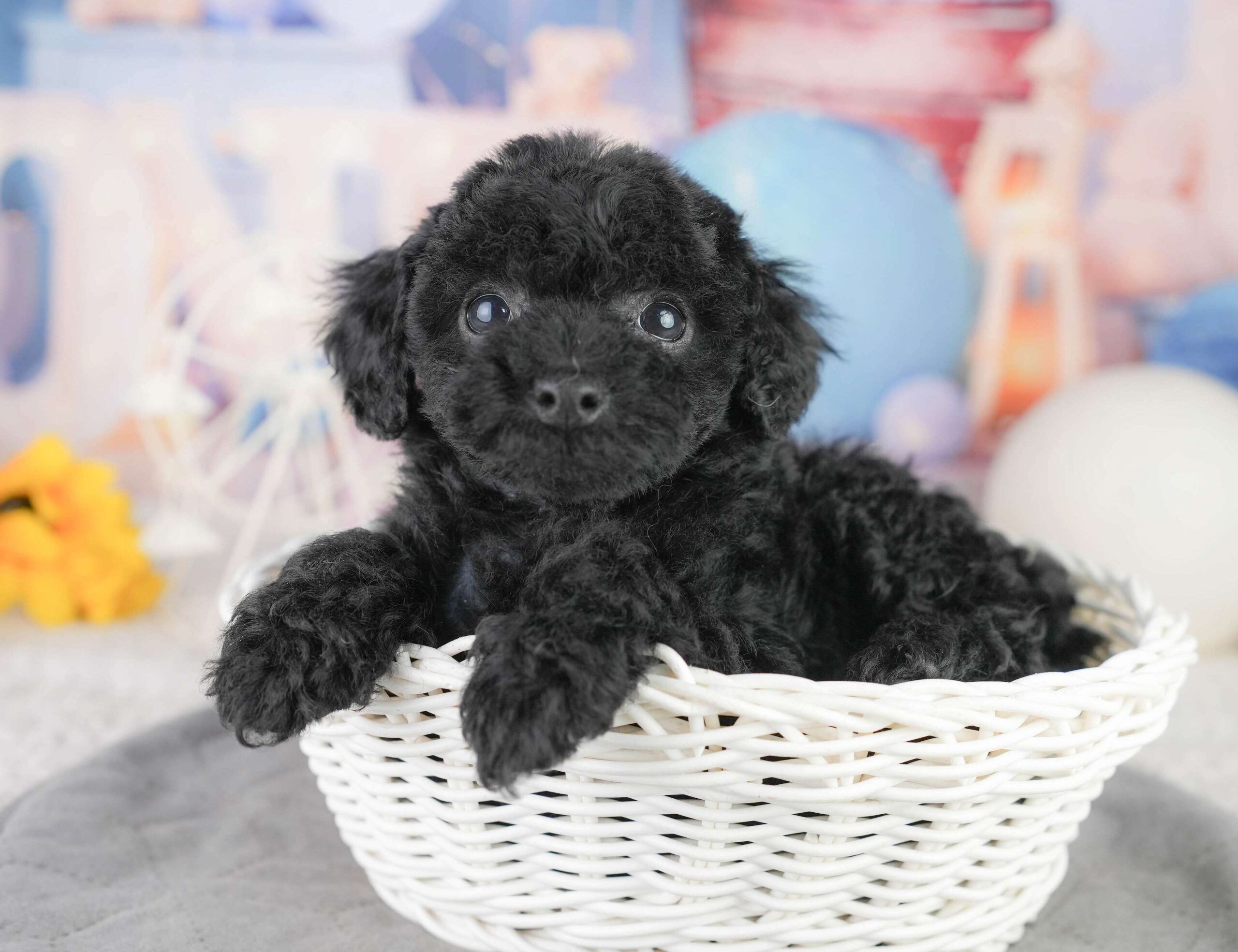 トイ・プードル | 女の子 | ブラック | 2026年1月13日