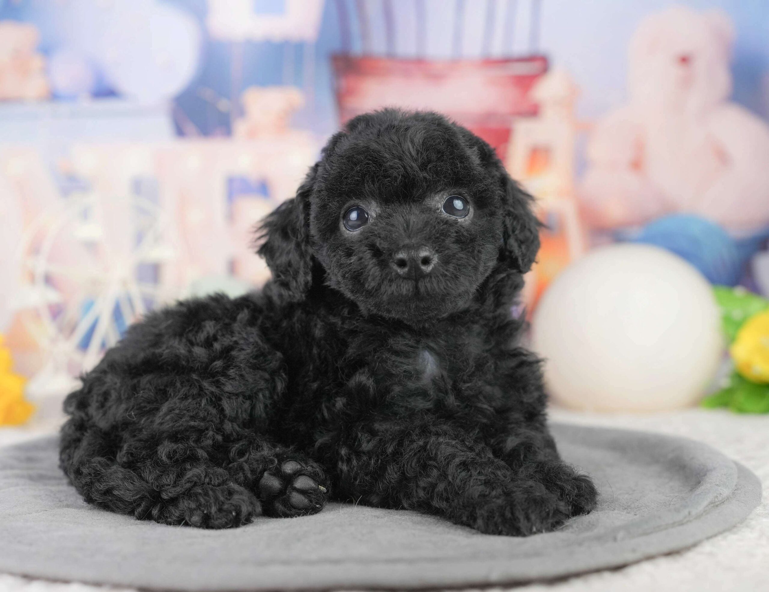 トイ・プードル | 女の子 | ブラック | 2026年1月13日