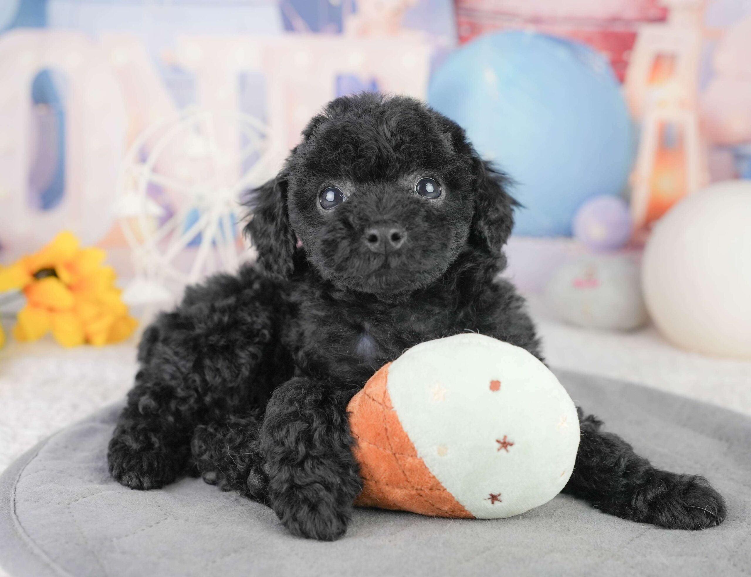 トイ・プードル | 女の子 | ブラック | 2026年1月13日