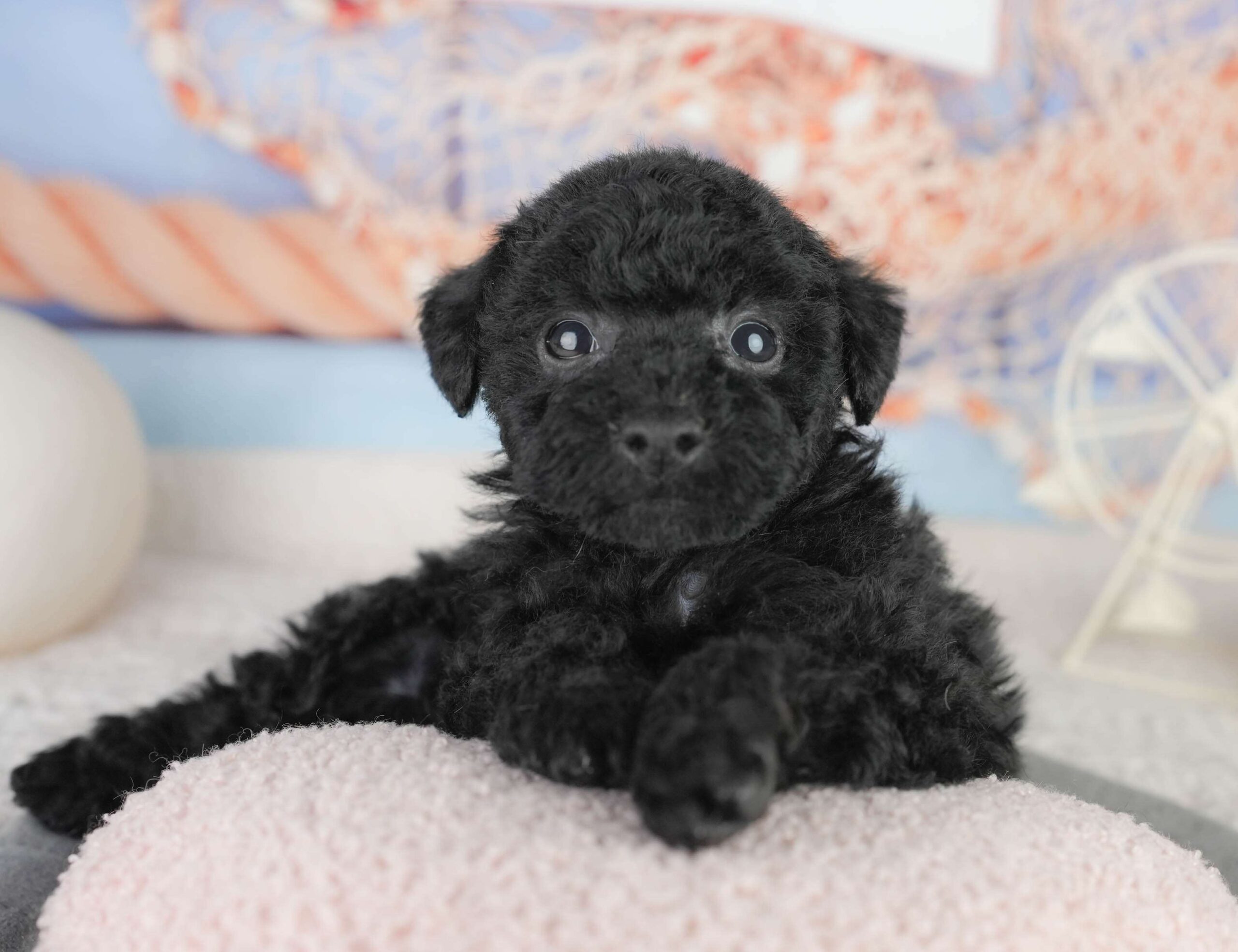 トイ・プードル | 女の子 | ブラック | 2026年1月13日