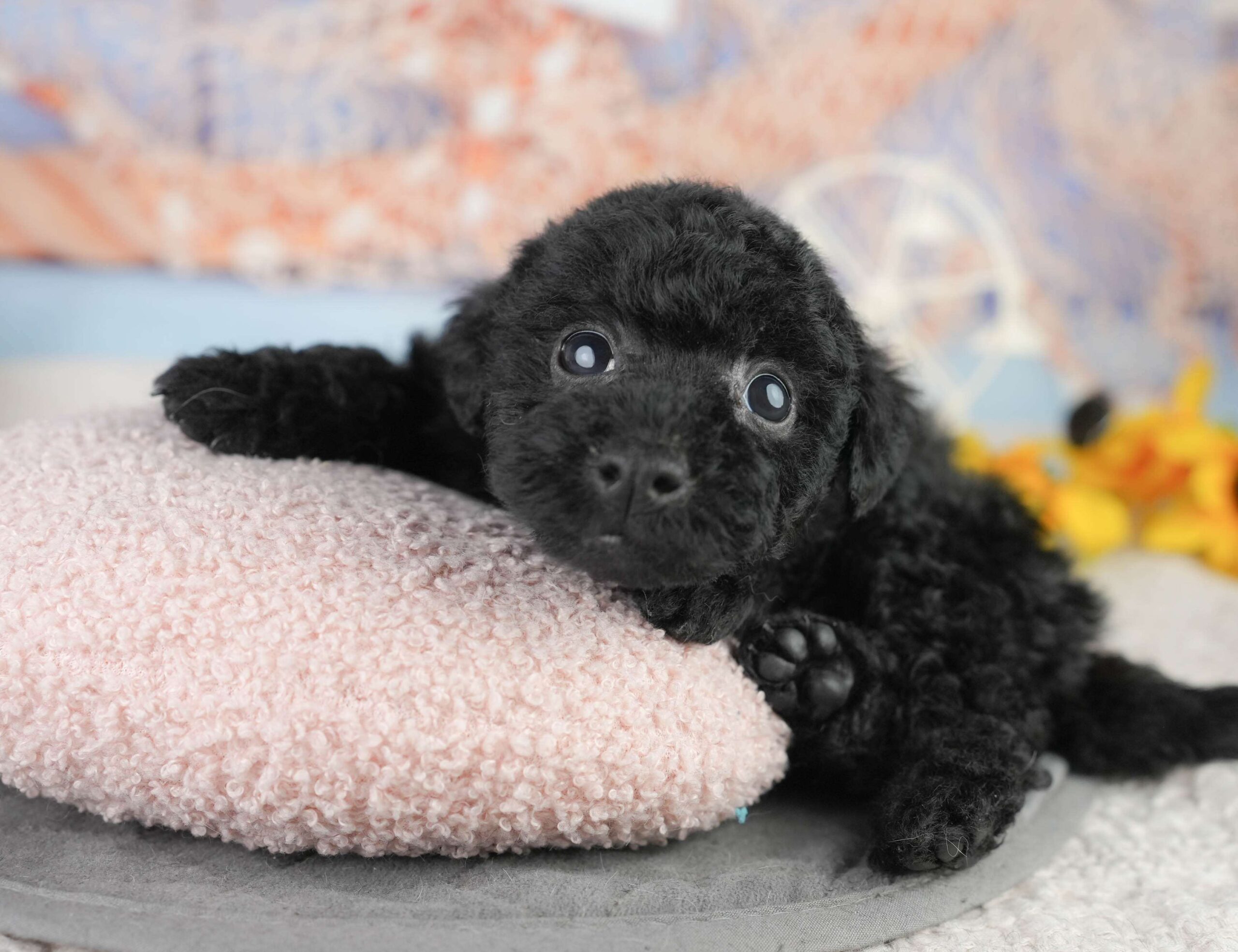 トイ・プードル | 女の子 | ブラック | 2026年1月13日（ID:dog-200015075）