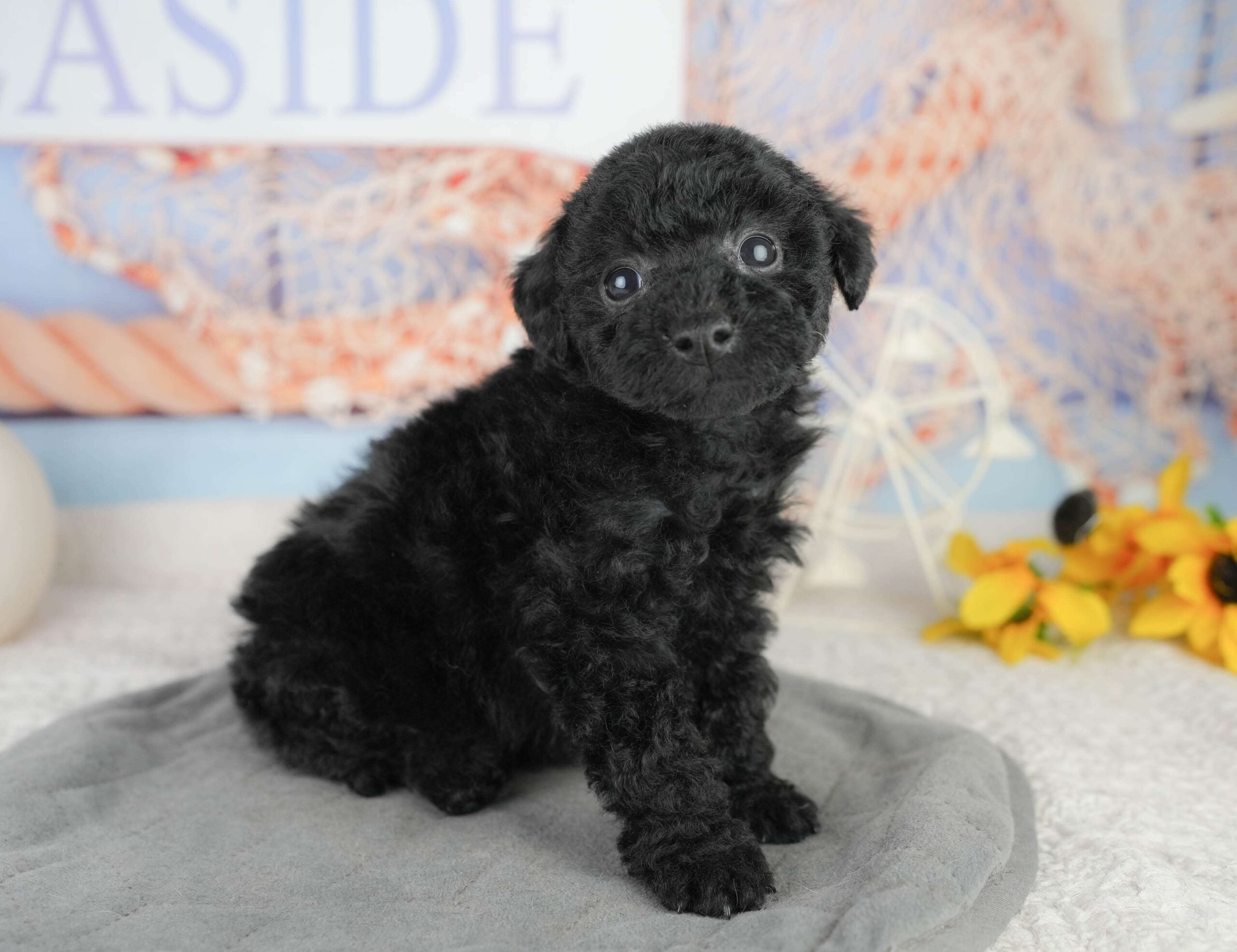 トイ・プードル | 女の子 | ブラック | 2026年1月13日（ID:dog-200015075）