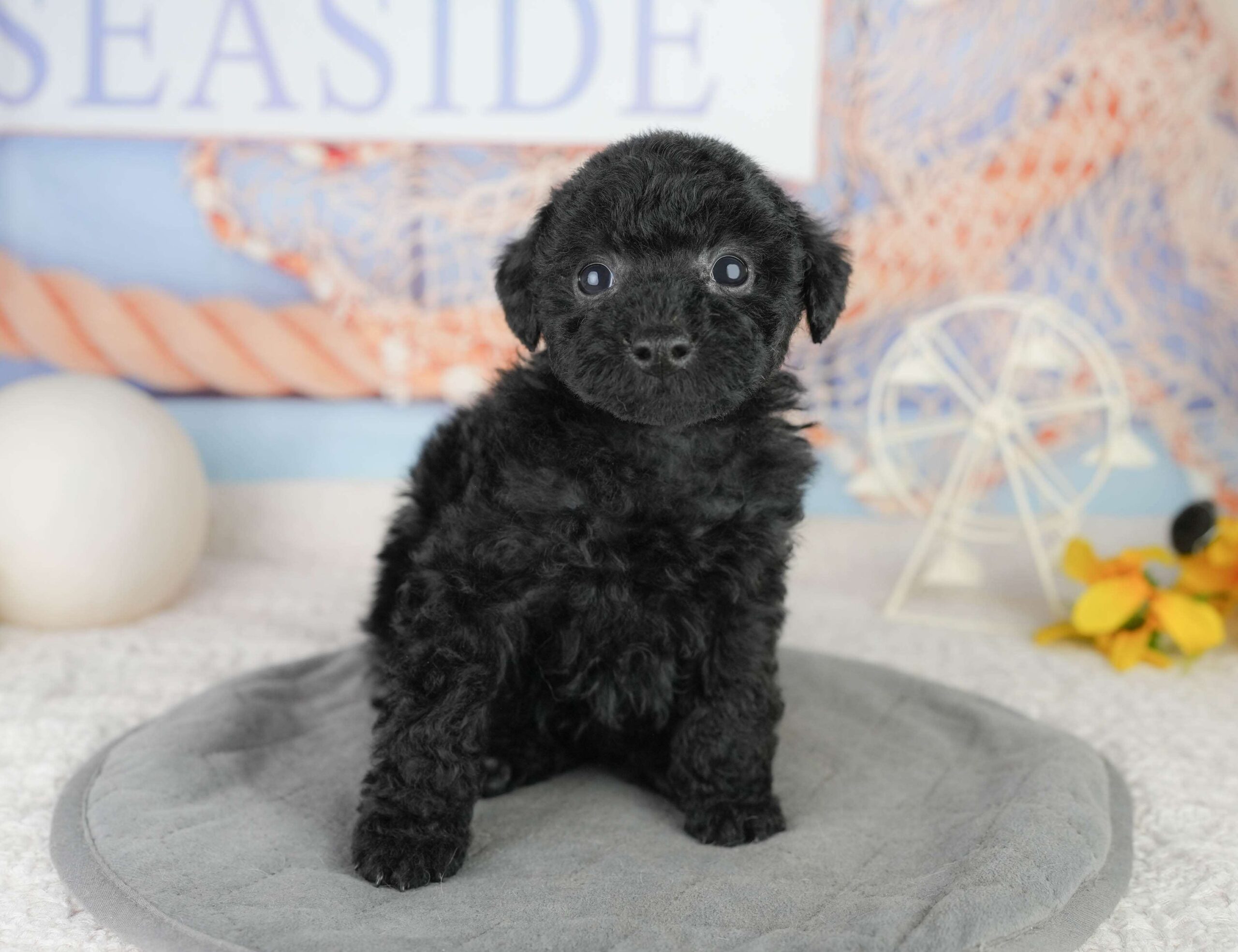 トイ・プードル | 女の子 | ブラック | 2026年1月13日（ID:dog-200015075）