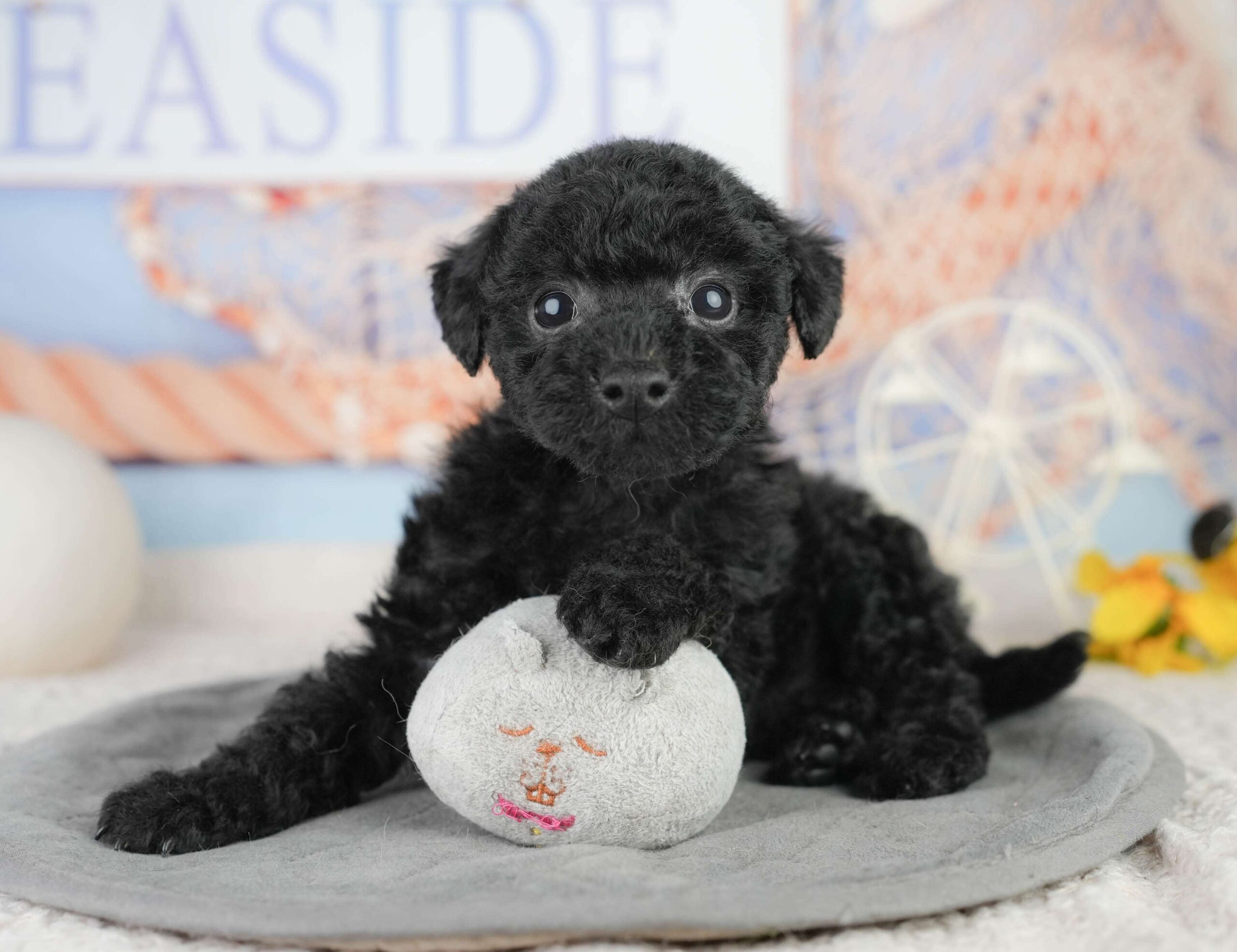 トイ・プードル | 女の子 | ブラック | 2026年1月13日（ID:dog-200015075）