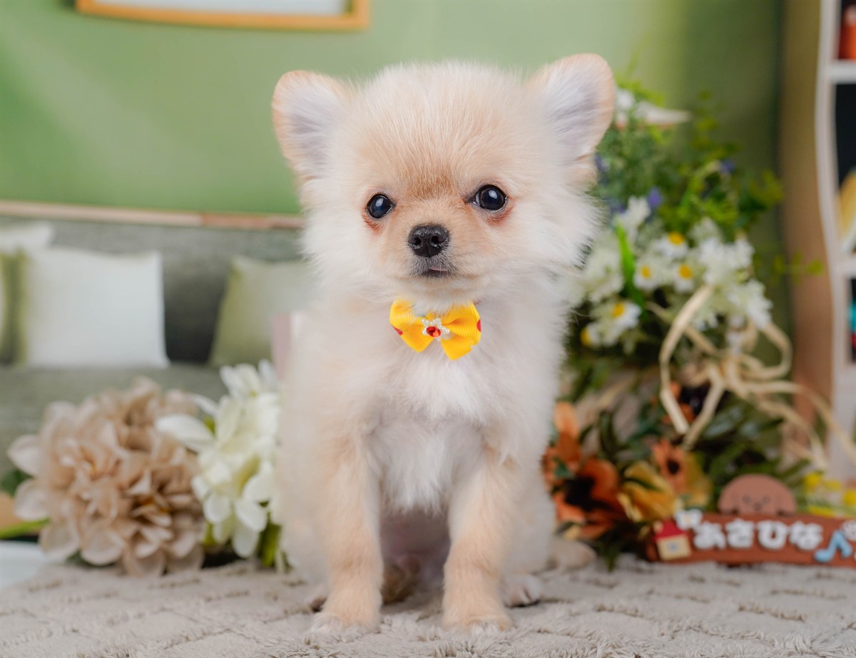 チワワ(ロング) | 男の子 | クリーム＆ホワイト | 2026年1月13日（ID:dog-200015084）